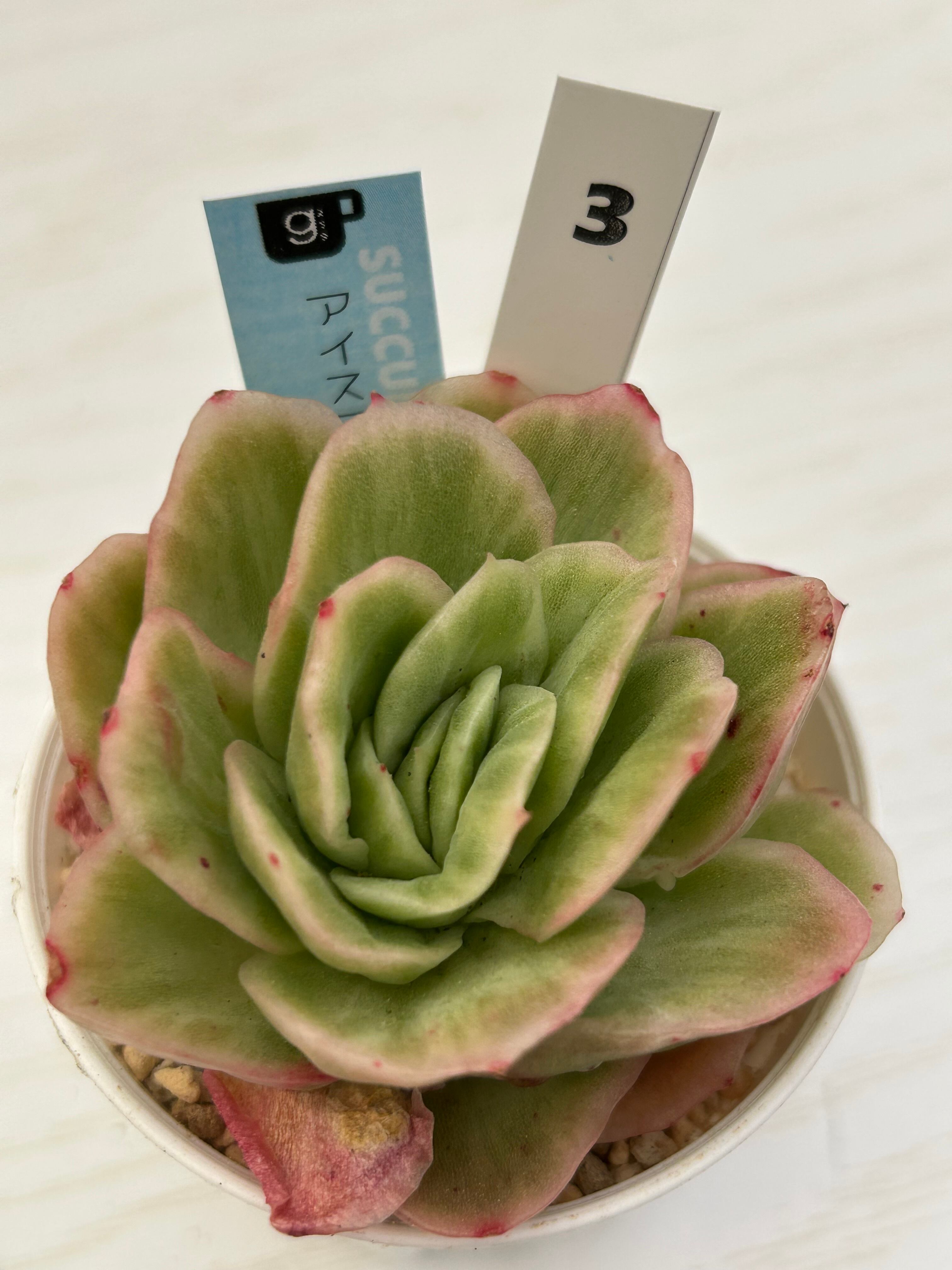 多肉植物 韓国苗 アイスローズ錦☆No.3 | 多肉植物食堂