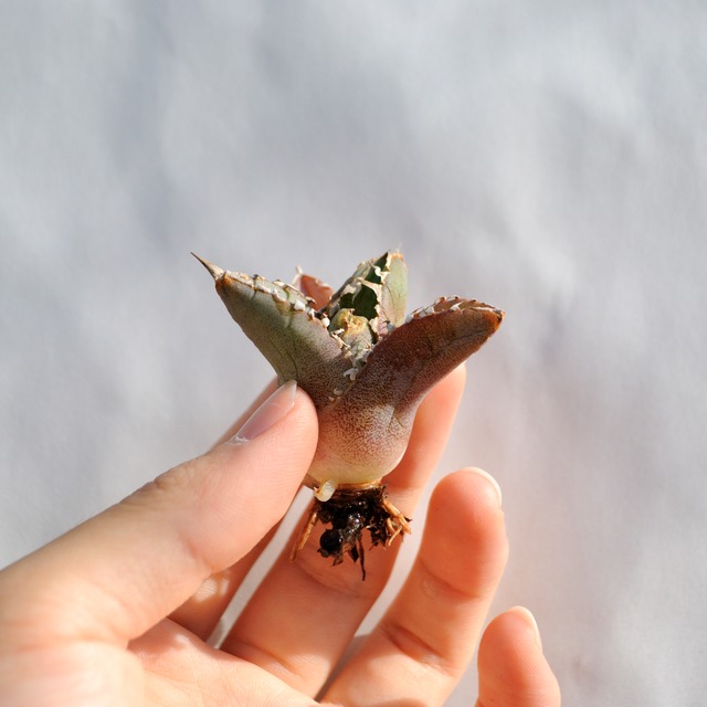 アガベ チタノタ ライトリー ホワイト ソーン セレクション No.5