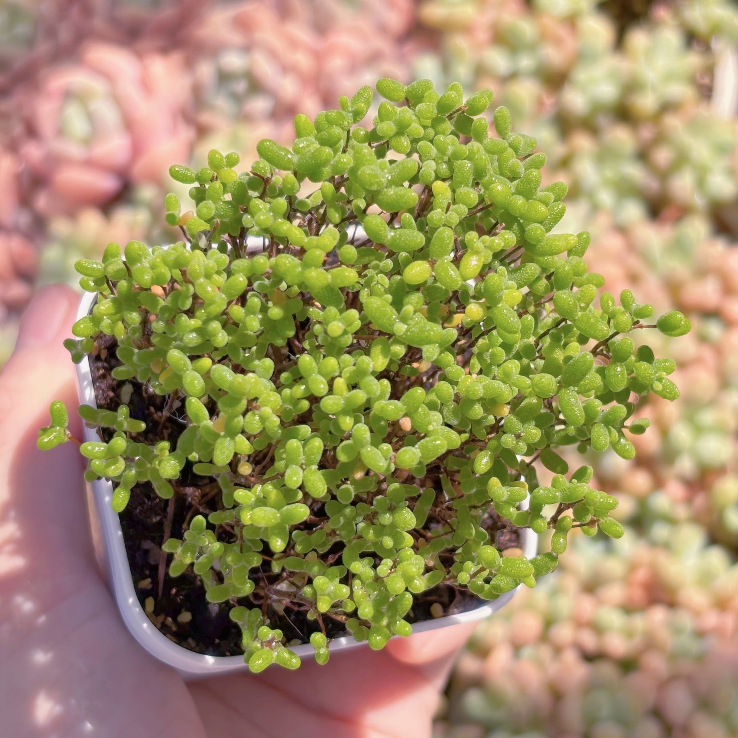 多肉植物　ドロサンテマム　蜜橘糖球(L)　新入荷　るる農園