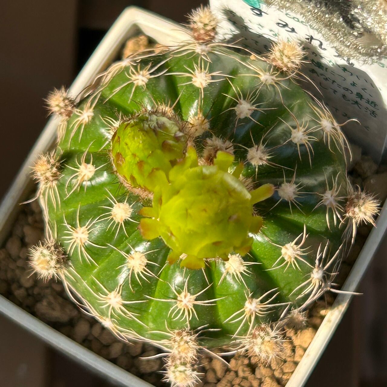 T)サボテンすみれ丸 | RuPo 多肉植物専門店