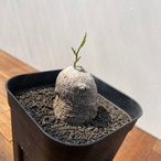 Ipomoea cairica【イポメア・カイリカ】