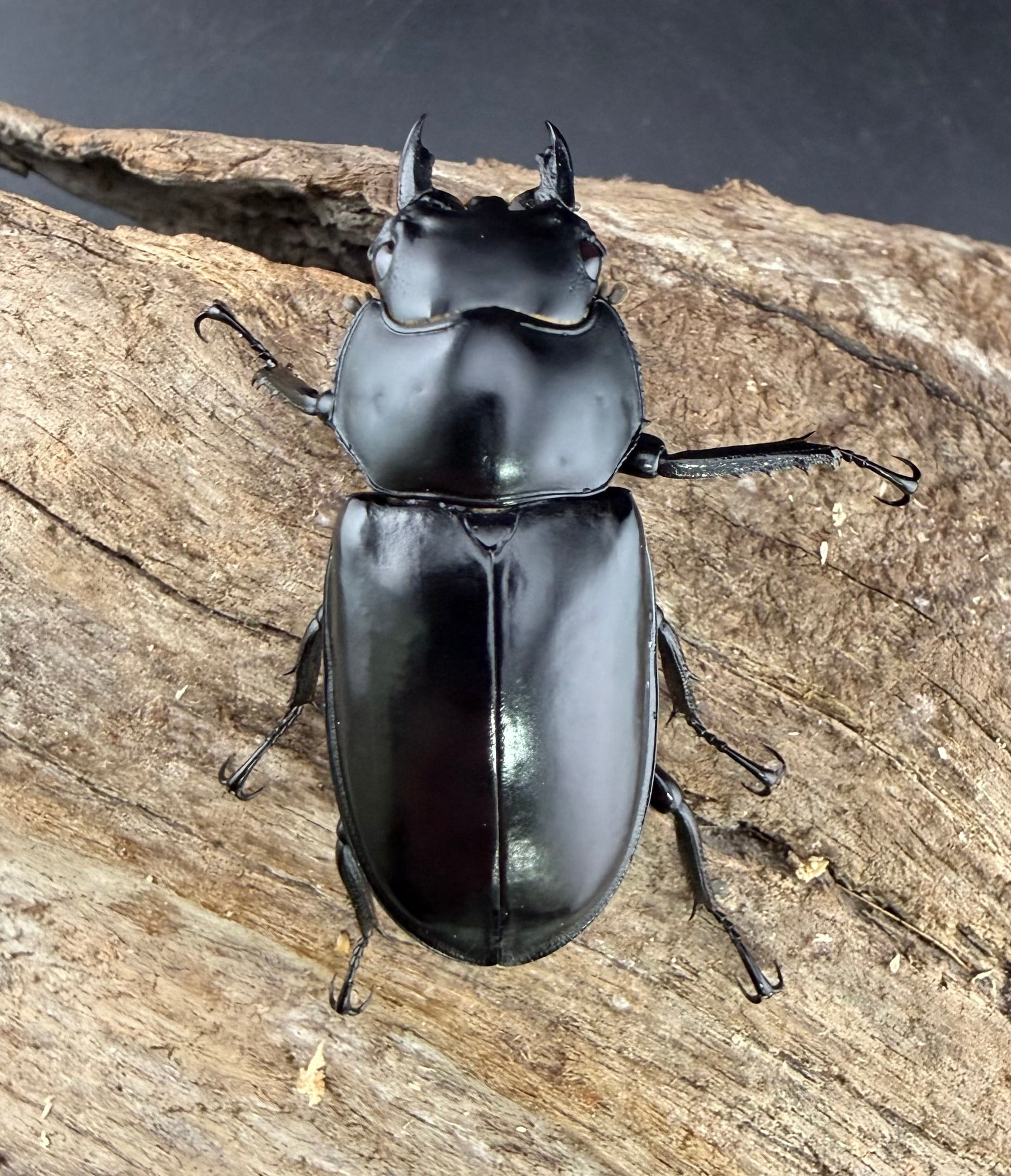 ウエストウッディ亜種カズミアエ 74mm ペア》 | KPW公式オンラインショップ