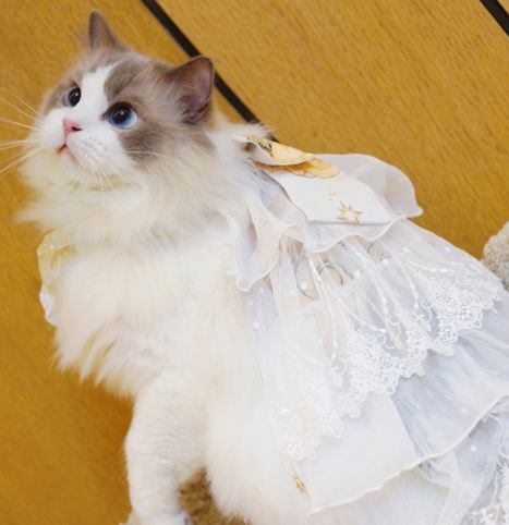 猫用コスチューム 猫用 ネコちゃん ペット用コスチューム かわいい 甘 