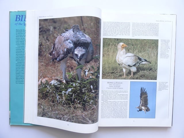 洋書◆世界の鳥写真集 本 動物 カワセミ 洋書◇世界の鳥写真集 本 動物 カワセミ | 洋書堂