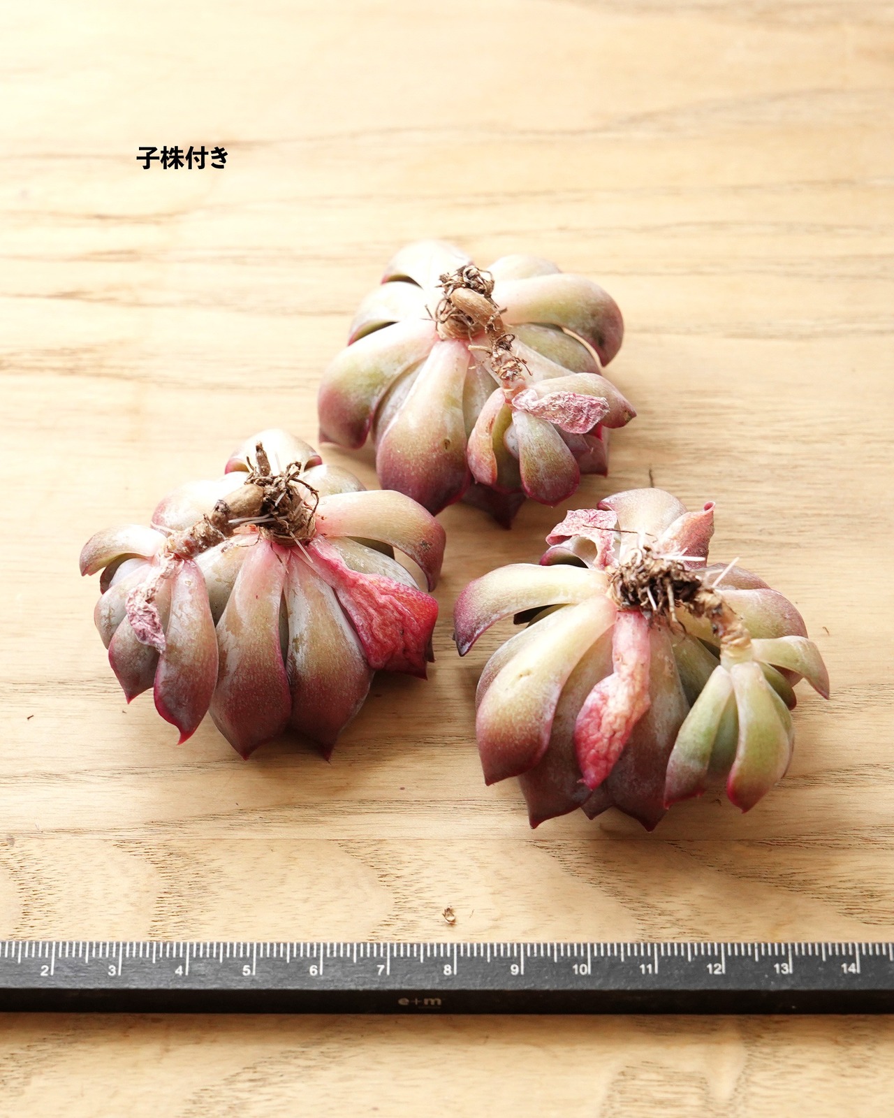 一部発根済カット苗 ダークアイス M Echeveria 'Dark Ice'