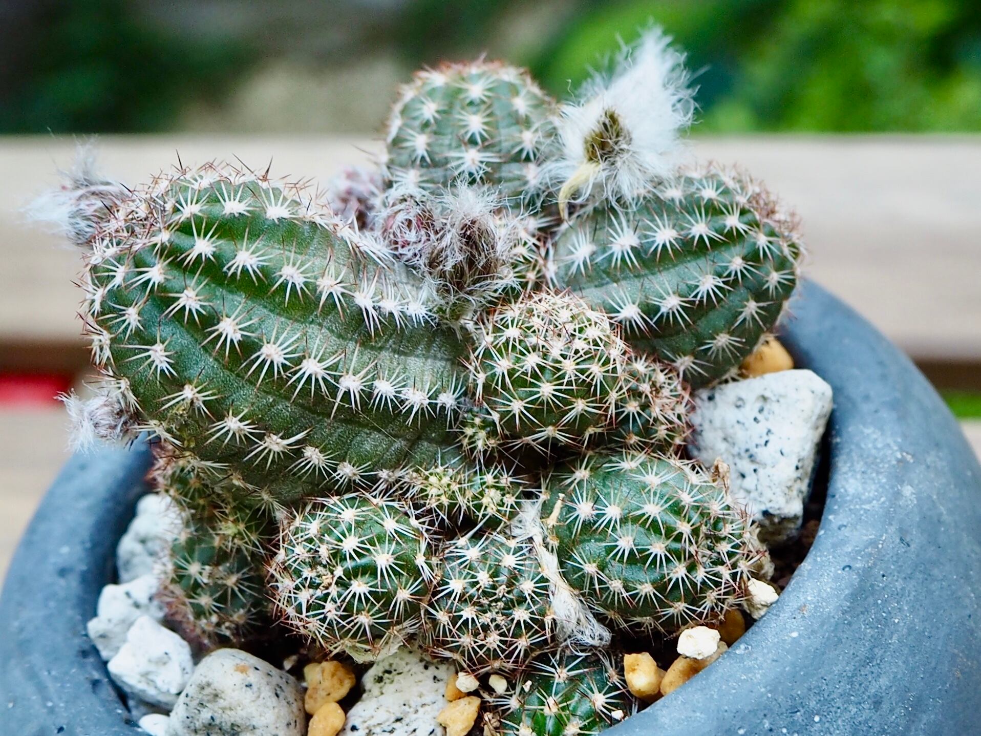 斑入り 白檀 ビャクダン サボテン　4 斑入り 白檀 ビャクダン サボテン 4 サボテン白檀 | 多肉植物デイジー