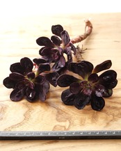 一部発根済カット苗 丸葉紅司 コブ付 M Echeveria nodulosa