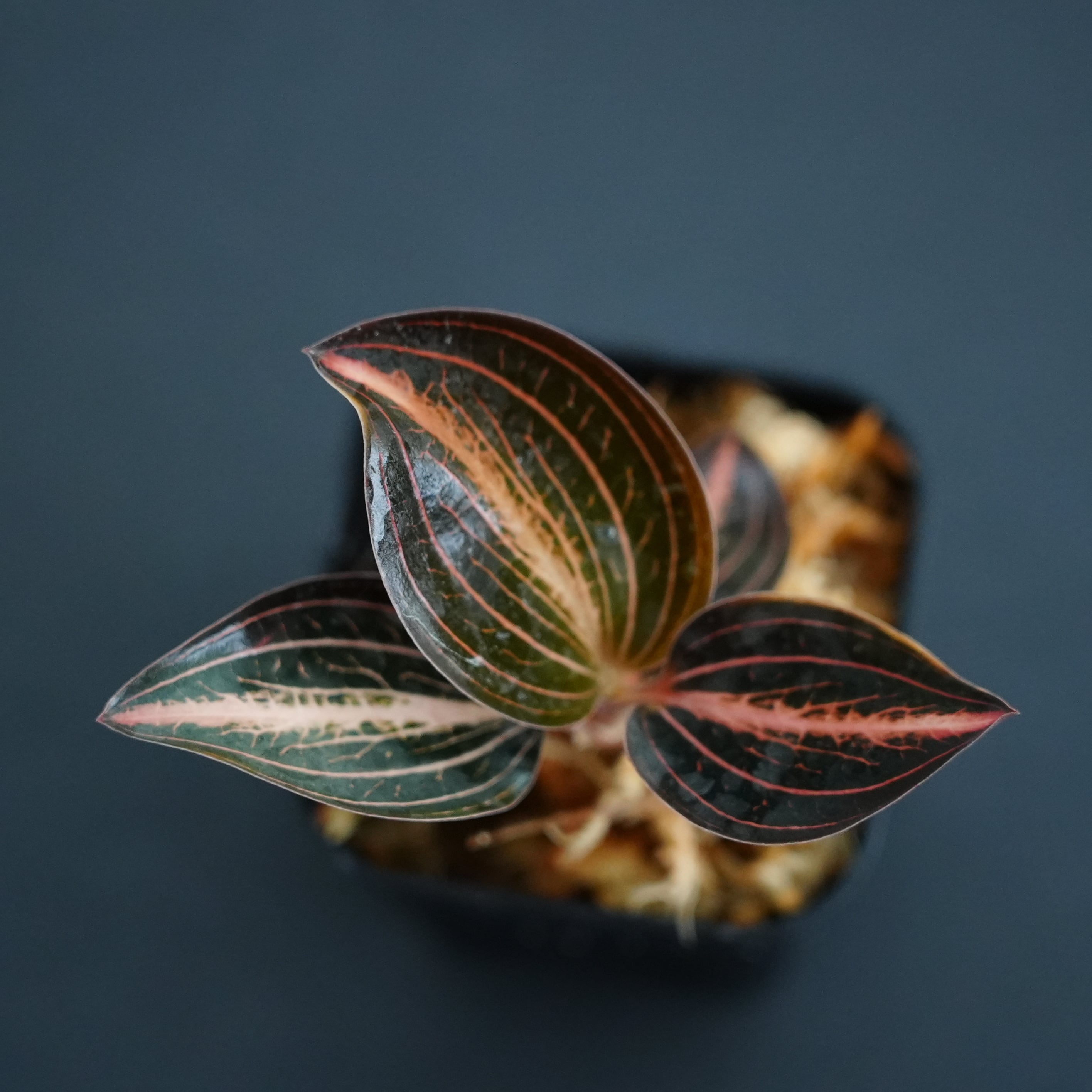 ◆現品◆L.discolor var.nigrescens × A. siamensis 'Red Velvet'【ジュエルオーキッド宝石蘭/B&L】#935