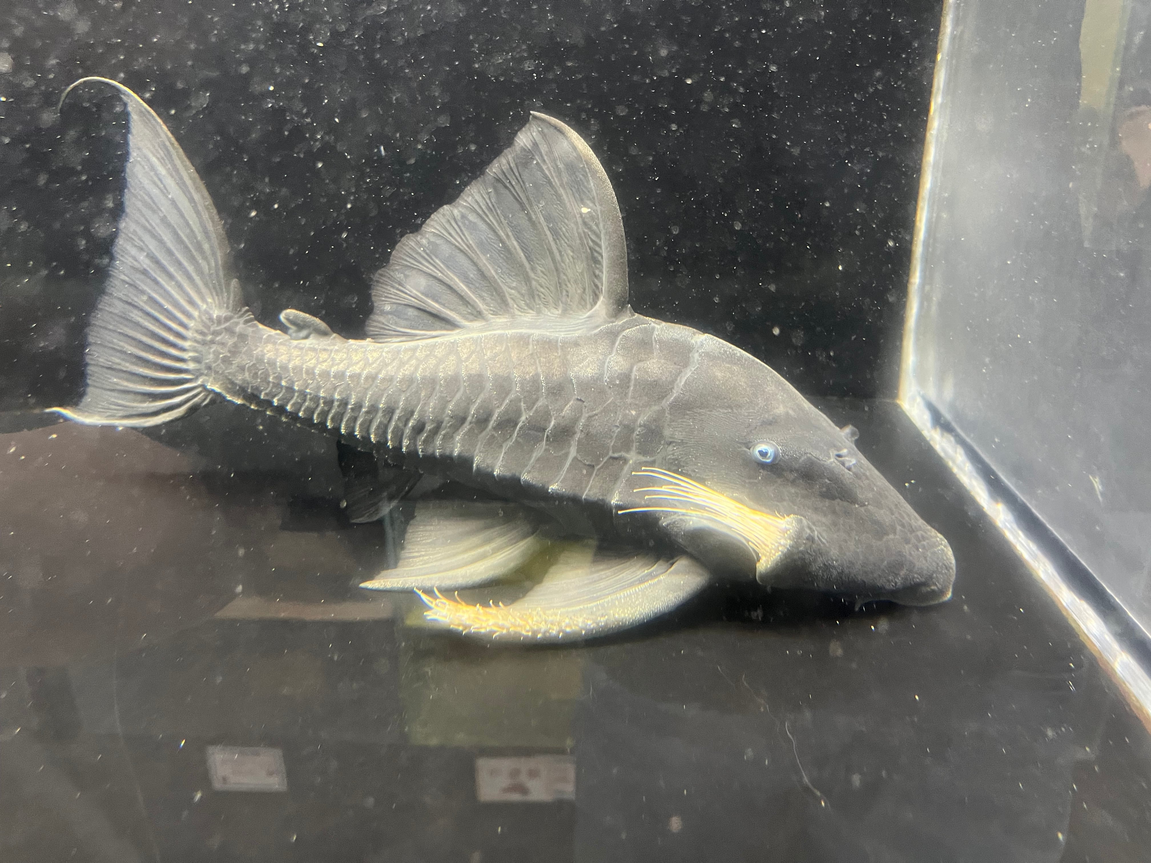 アーマードプレコ 20センチオーバー