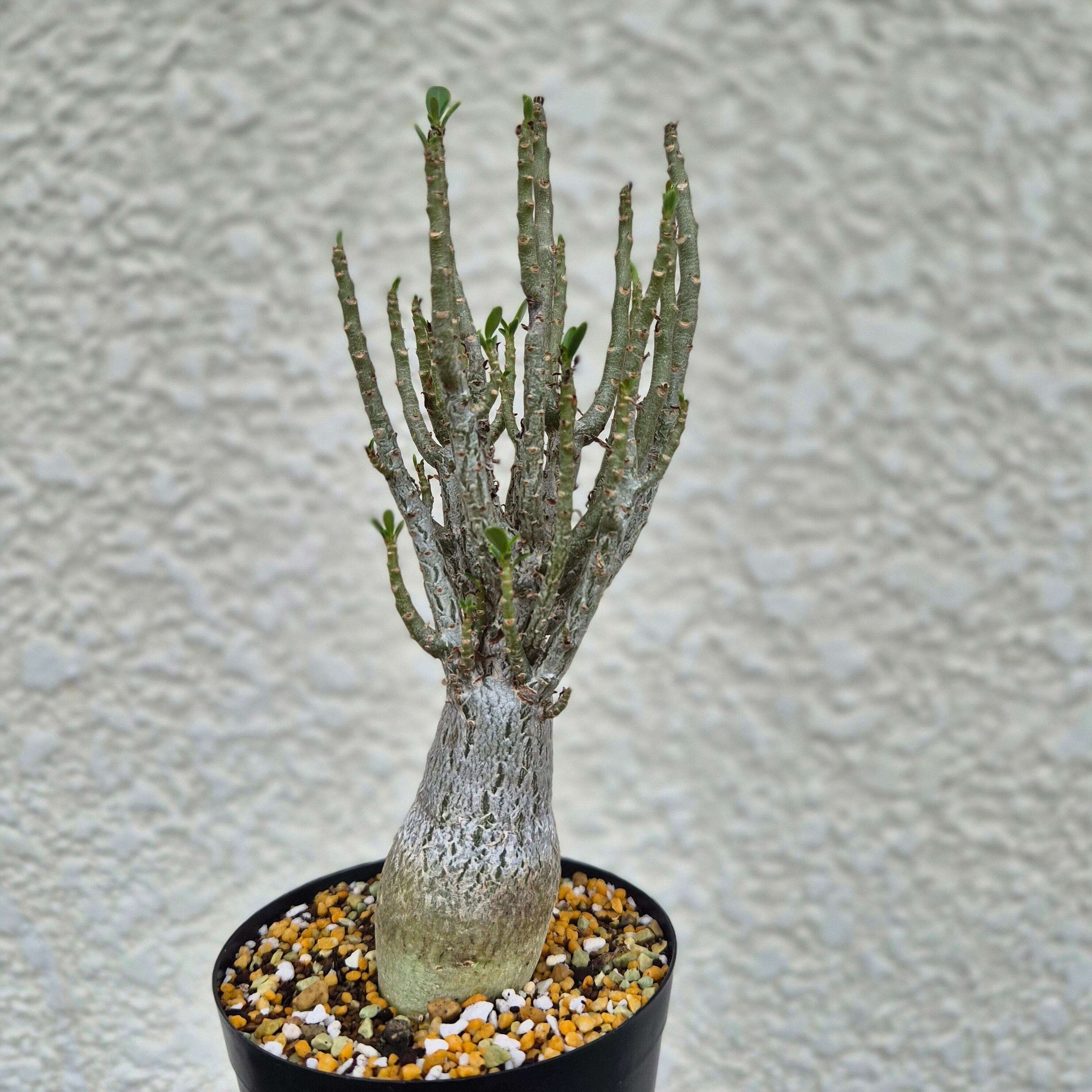 ②希少《 Adenium Super Mod》アデニウム スーパーモッド 塊根植物 世界最小のアデニウムドワーフ