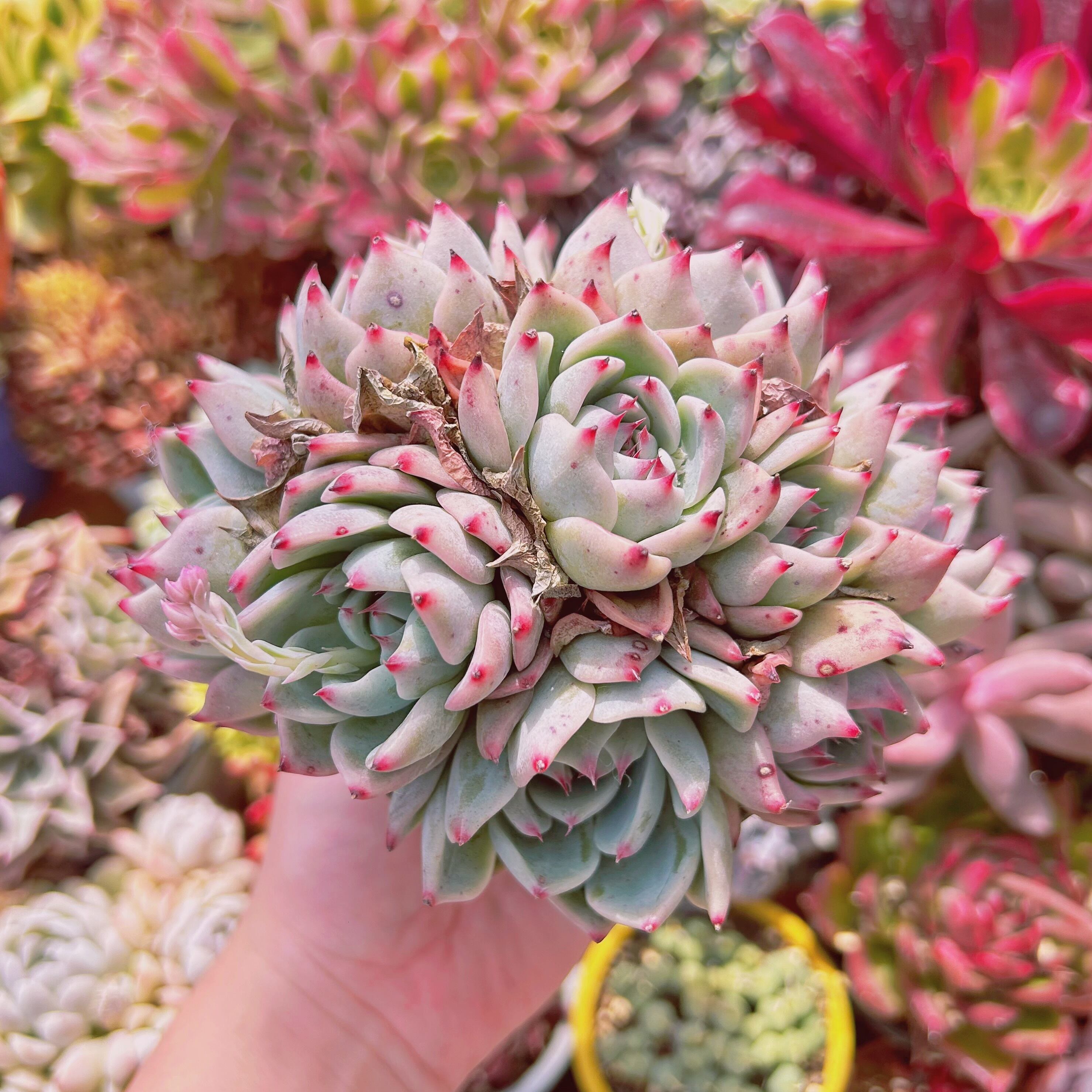 #237現物　多肉植物　Lindsay  特特大