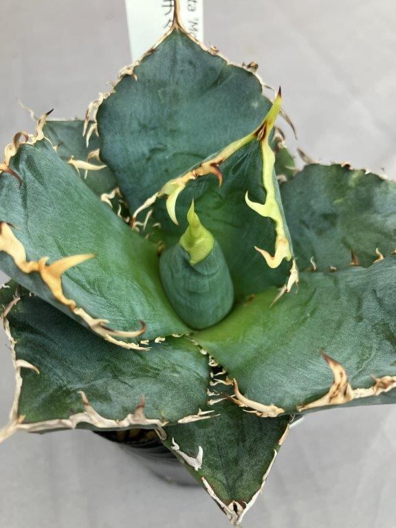 多肉植物 | 日本ライン花木センター