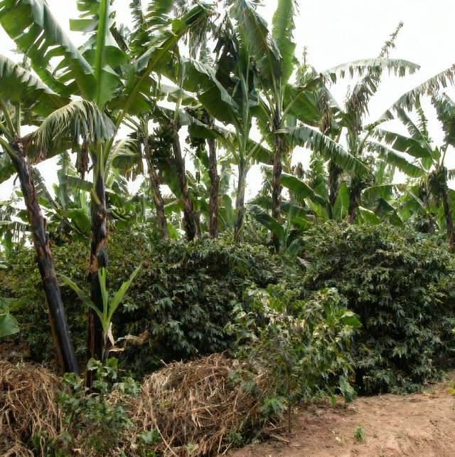 Tanzania Kigoma "Kibo Deep Blue"【200g】