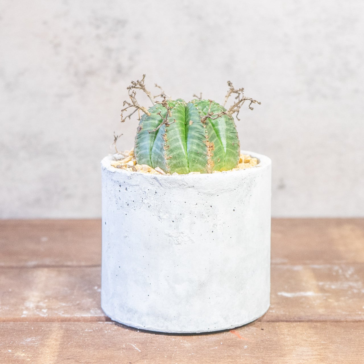 球体に稜線が走る端正な姿。手づくりモルタル鉢で楽しむユーフォルビア・バリダ（中型株・幅8cm）｜虫発生抑制（全国一律送料850円）