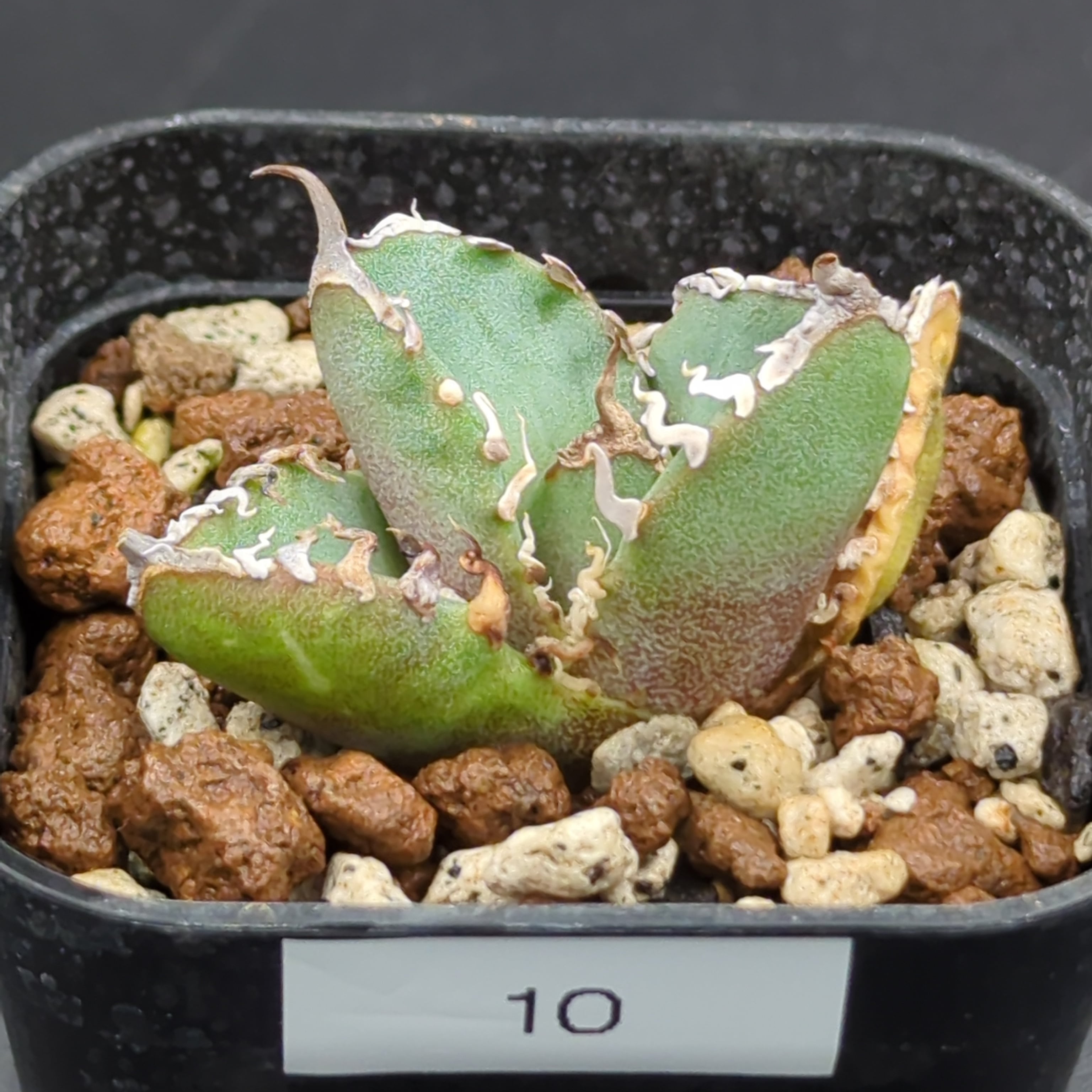 アガベ チタノタ 南アフリカダイヤモンド SAD 子株（Agave titanota