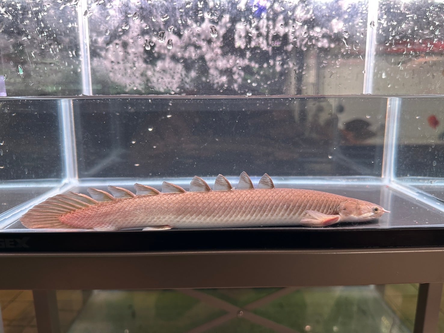 中古水中ledライト美品、アクアサンライト1200水槽用 中古水中ライト アクアサンライト1200 使用半年 引き取り限定 | アクア