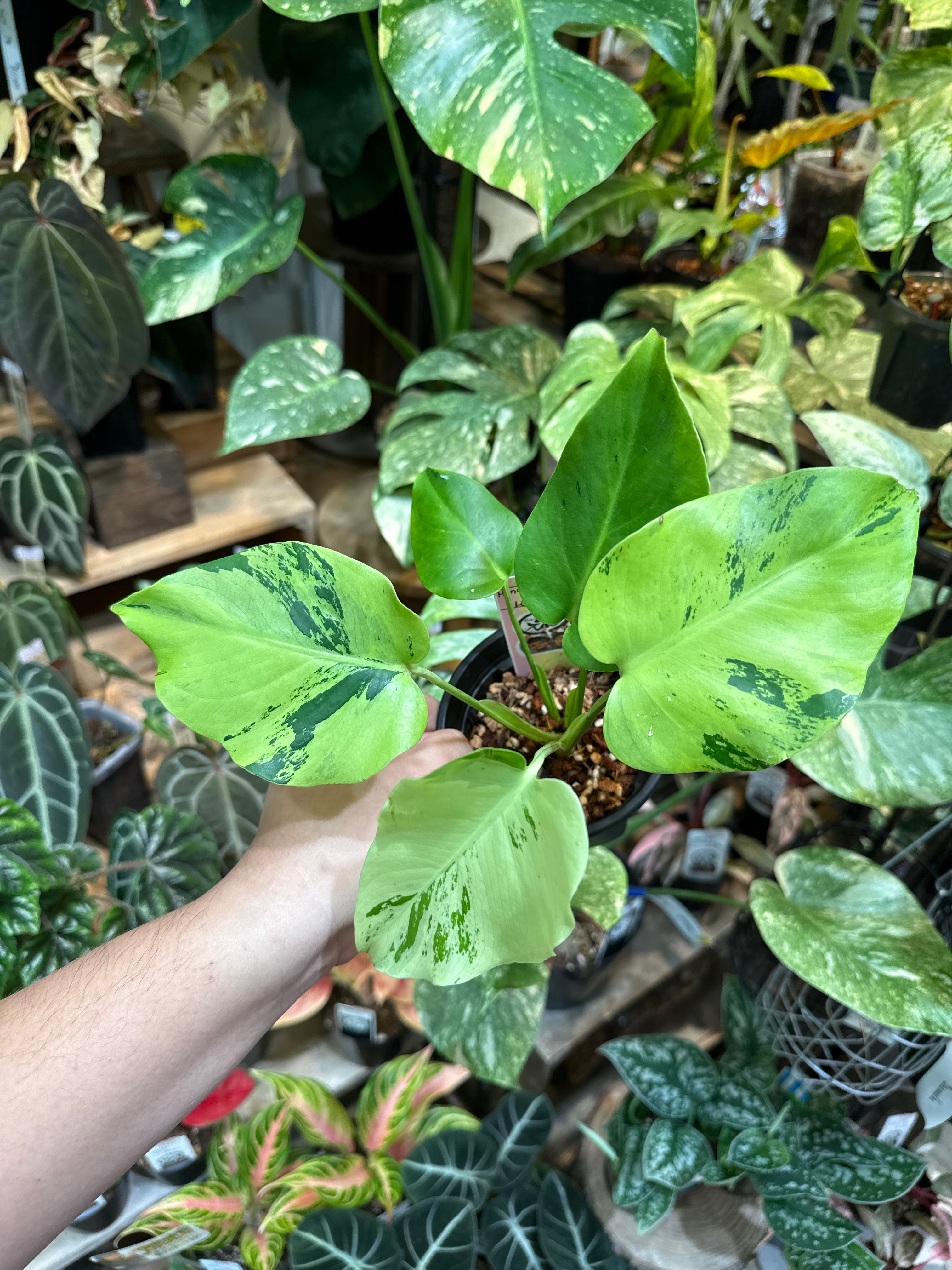 希少］フィロデンドロン 'ホイップルウェイ' | Gardenえん 【観葉熱帯