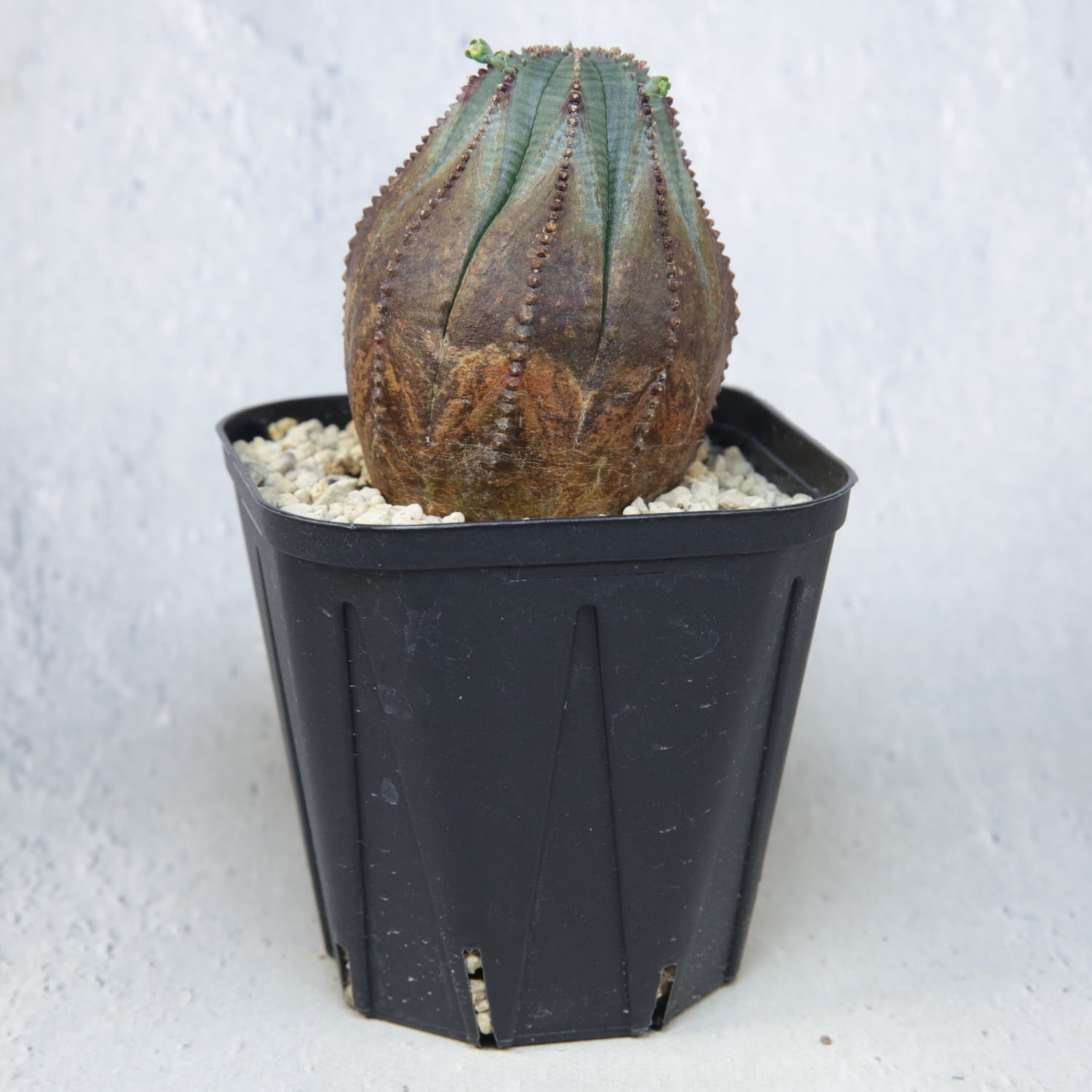 オベサ 木質化 9陵 木質化 ラギット オベサ / 木質化 ユーフォルビア | LIGHTHOUSE.PLANTS