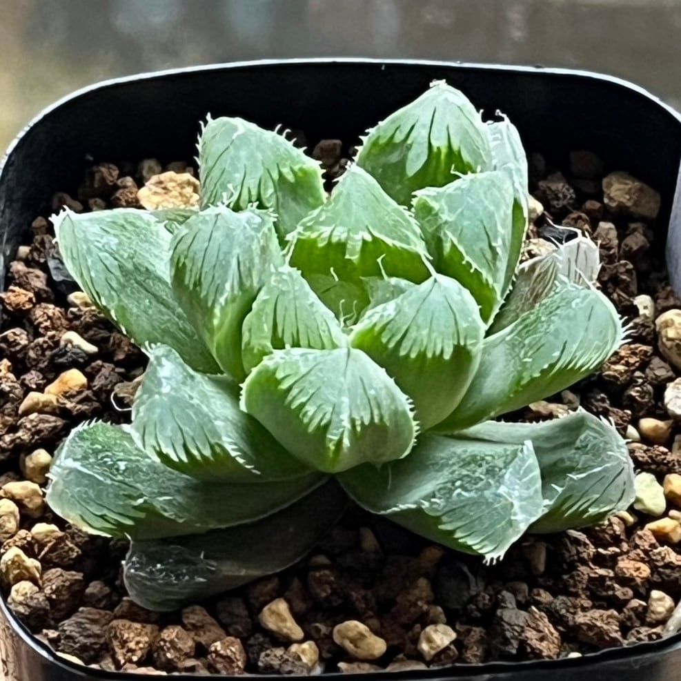 ハオルチア 月光女神(微発根）⑦ | mocono_plants