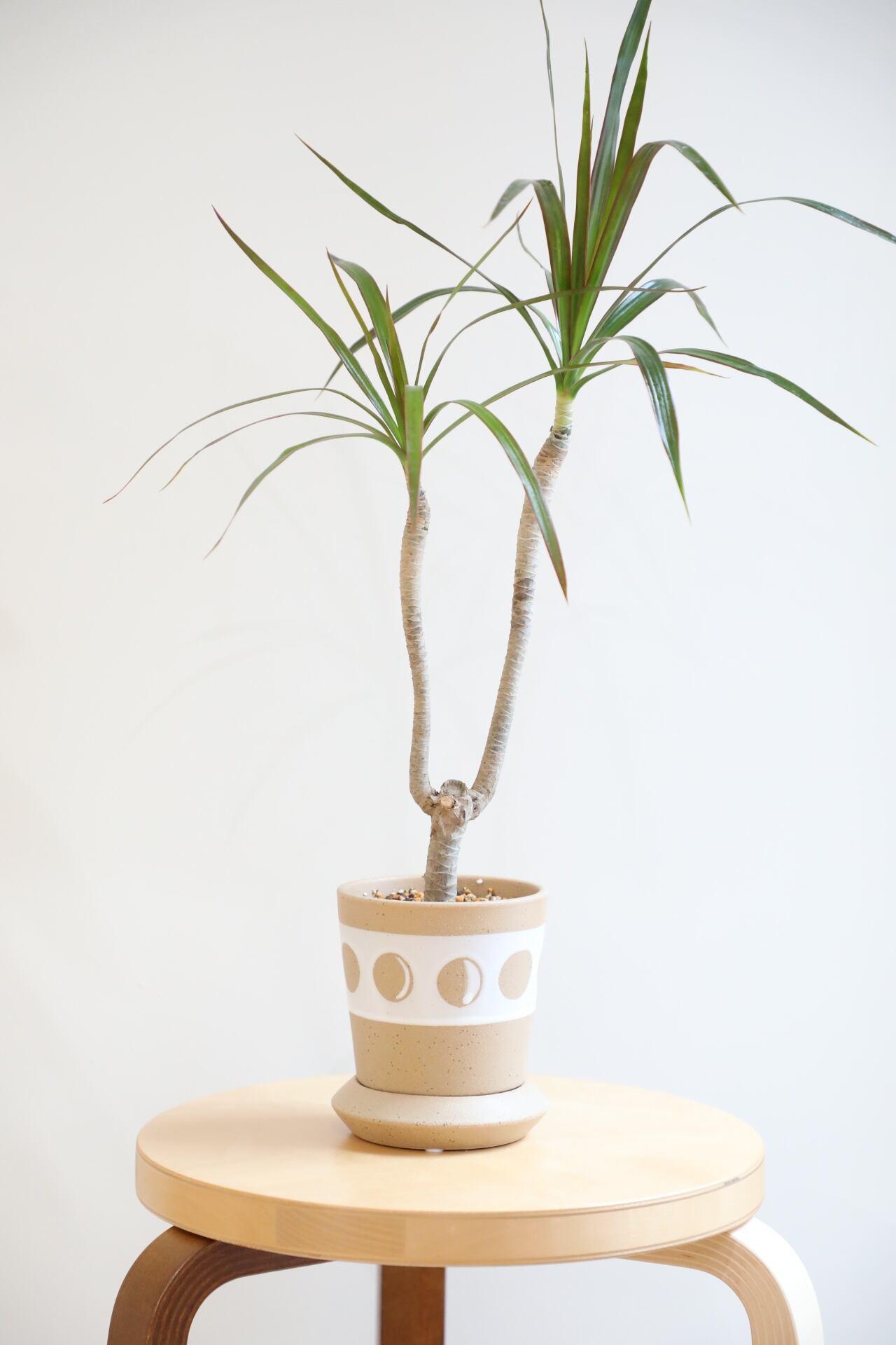 S】コンシンネ マジェンダ/Dracaena marginata magenta | 【厳選植物