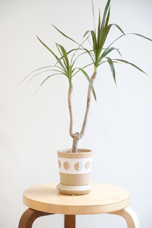 【S】コンシンネ マジェンダ/Dracaena marginata magenta