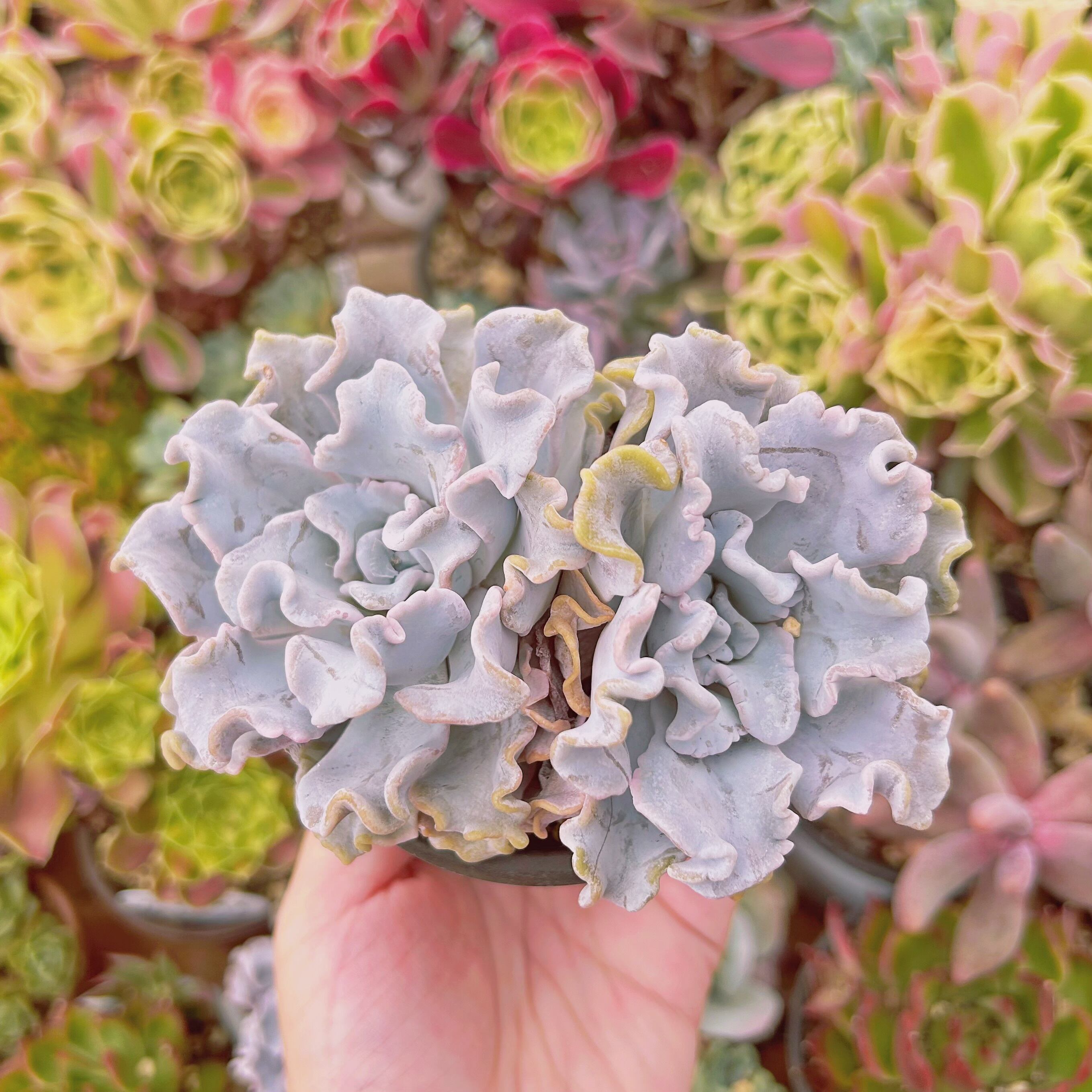 現物　多肉植物　クリスペートビューティー　特大　抜き苗