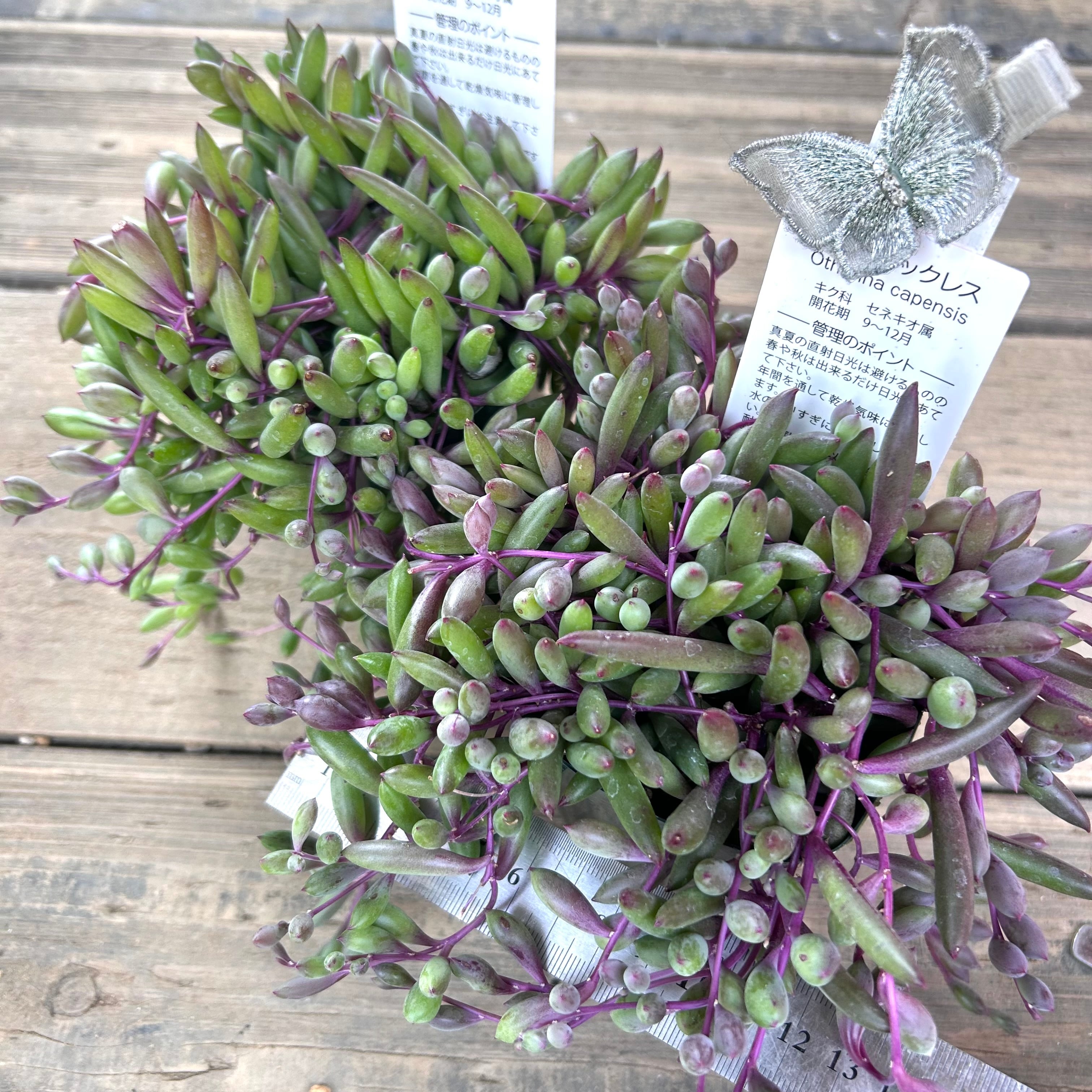 ルビーネックレス | RuPo 多肉植物専門店