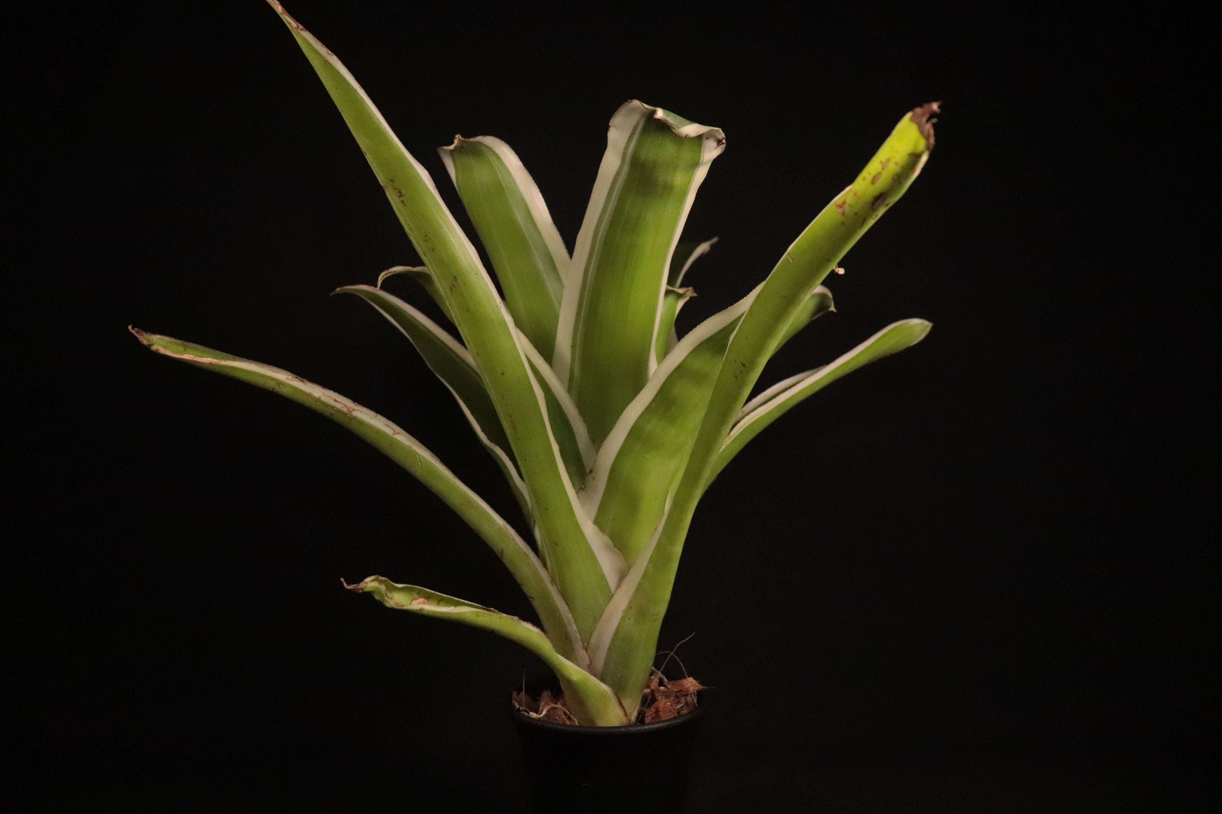 送料無料】Billbergia pyramidalis 'Kyoto'〔ビルベルギア〕現品発送