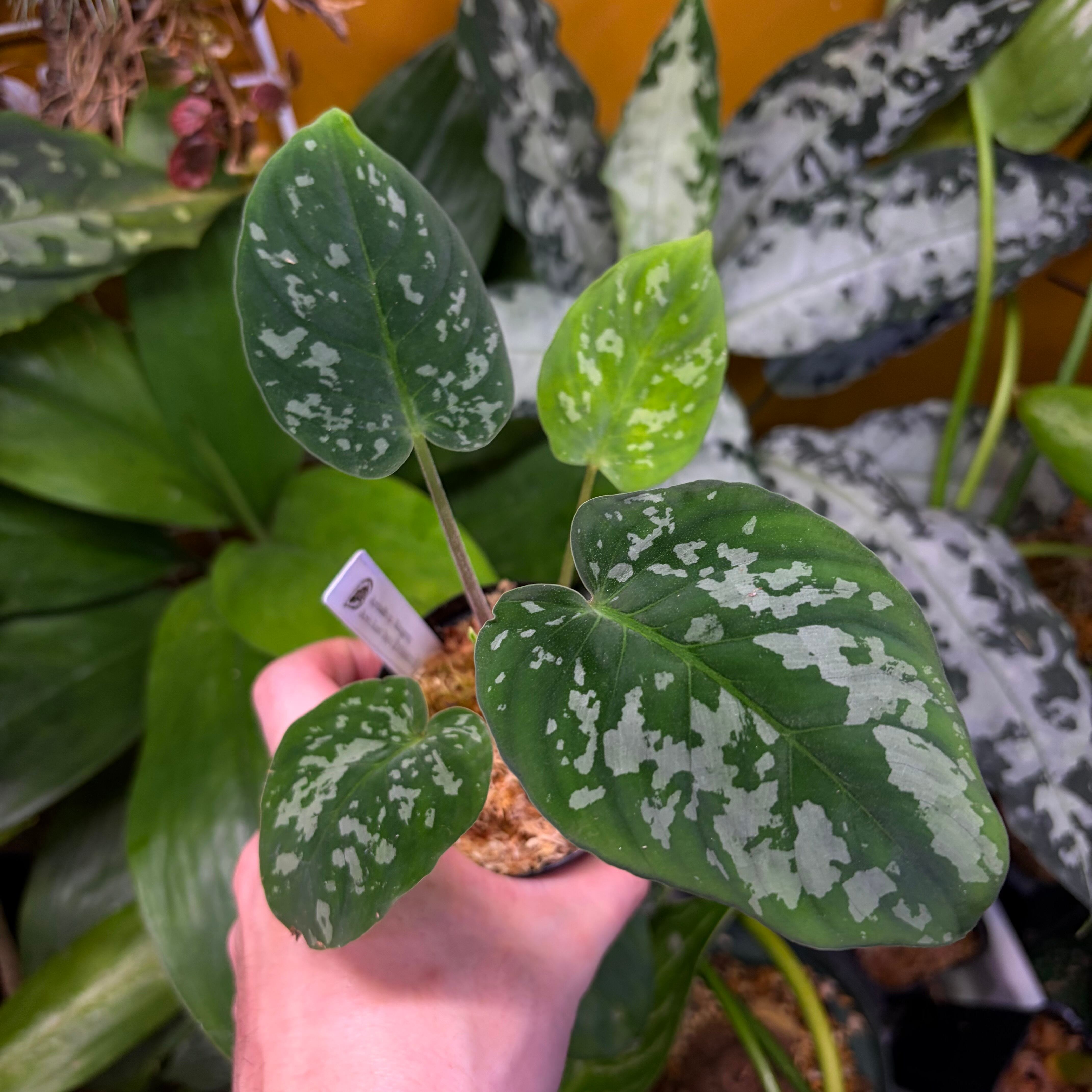 Aglaonema nitidum 'White Stem' Phatthalung 【ZOE0626-03t