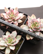 抜き苗 エスター錦 Echeveria 'Esther Variegated'