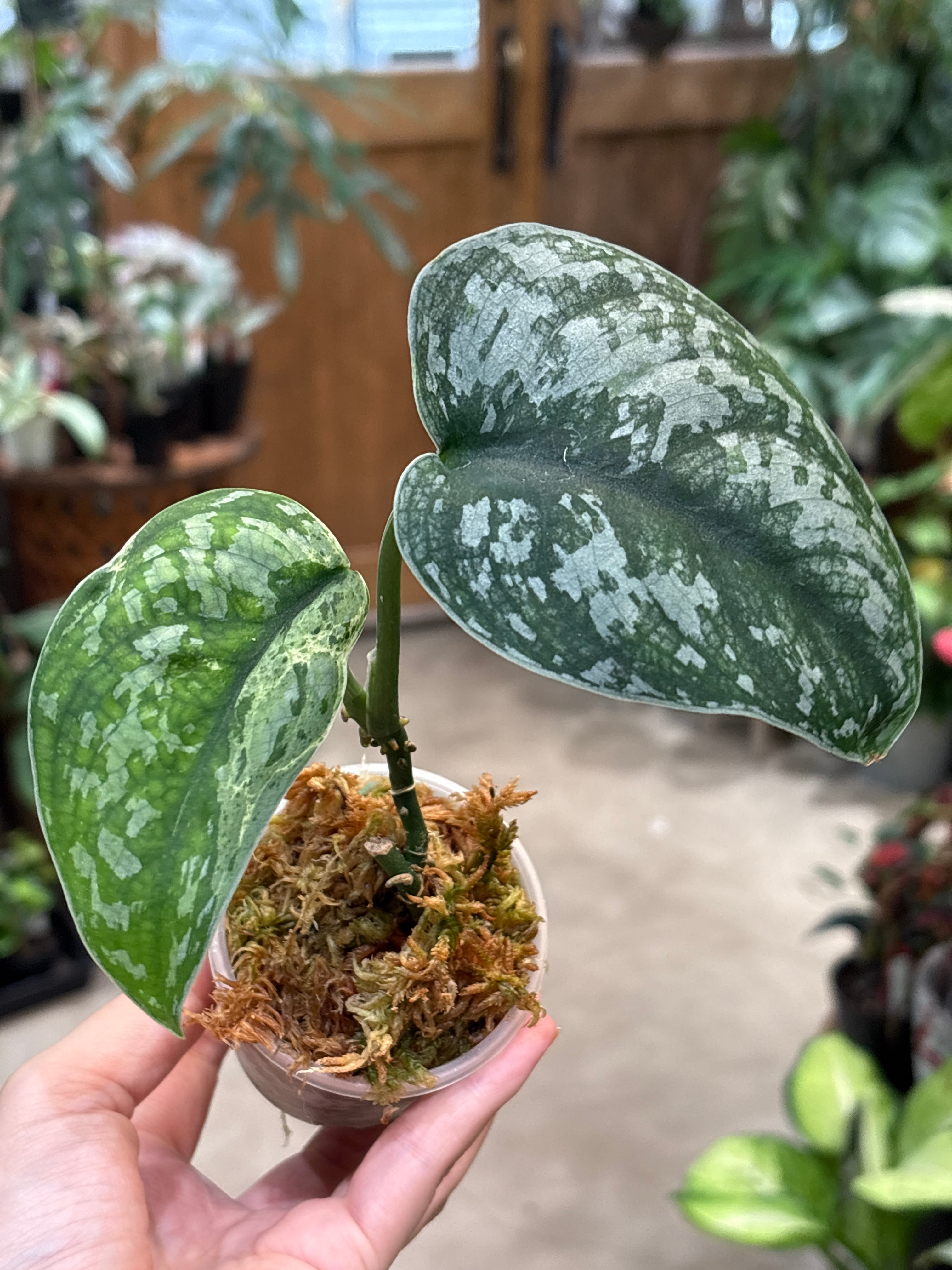 S236 スキンダプサス マジレ | MIDORIYA 観葉植物専門店