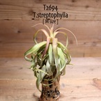 【送料無料】streptophylla M (花芽付き)〔エアプランツ〕現品発送T2694