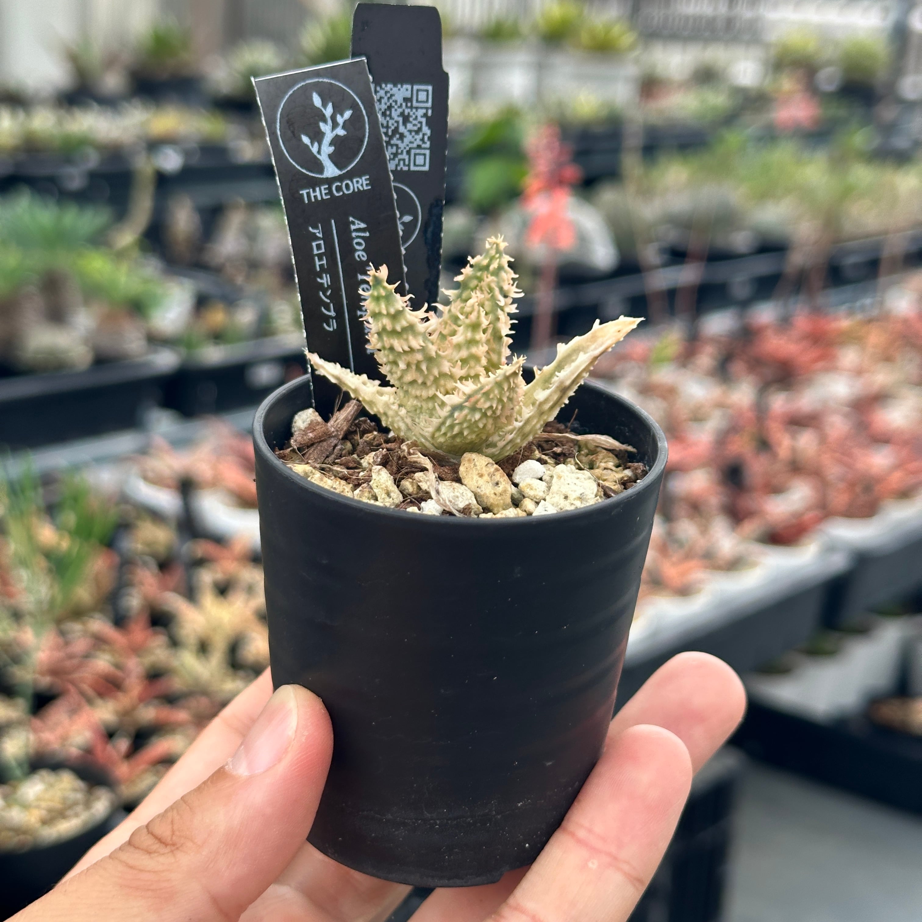 S37 アロエ テンプラ 子株 | THE CORE