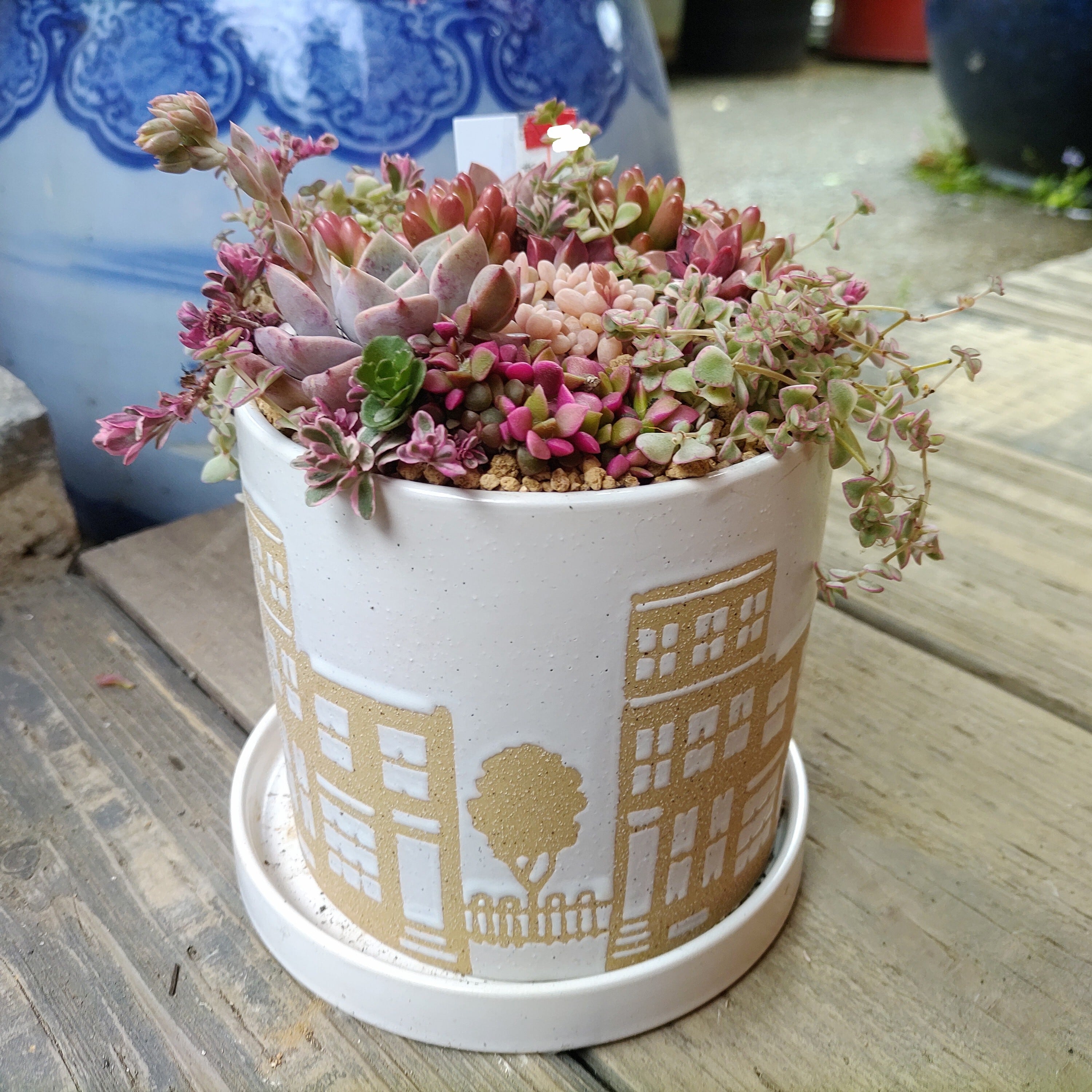 可愛ぃ寄せ植え（母の日プレゼント） | RuPo 多肉植物専門店