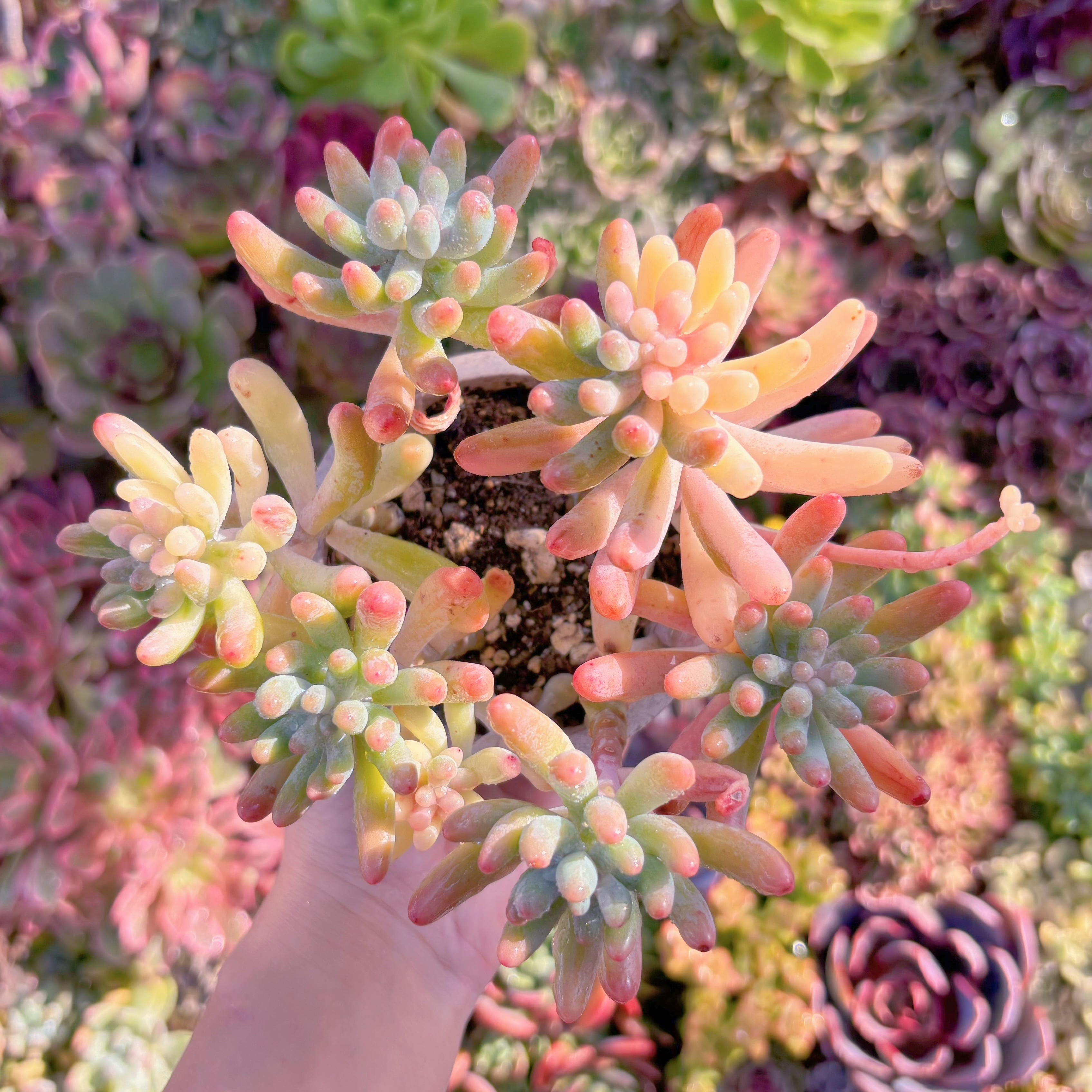 現品　乙女心錦#M153　群生　新入荷　るる農園