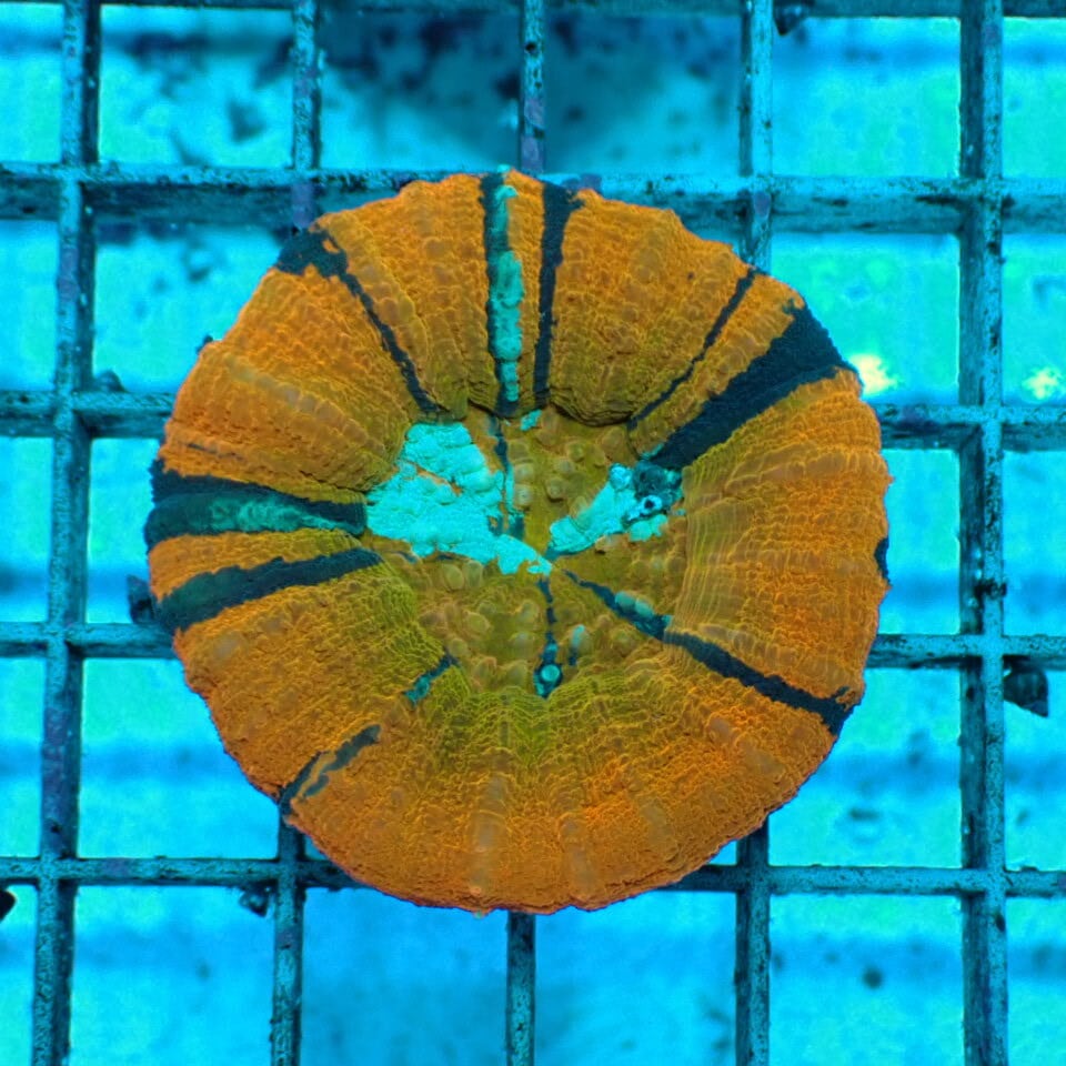 スコリミア | HOUSE REEF(ハウスリーフ)サンゴ・海水魚・海藻・通販