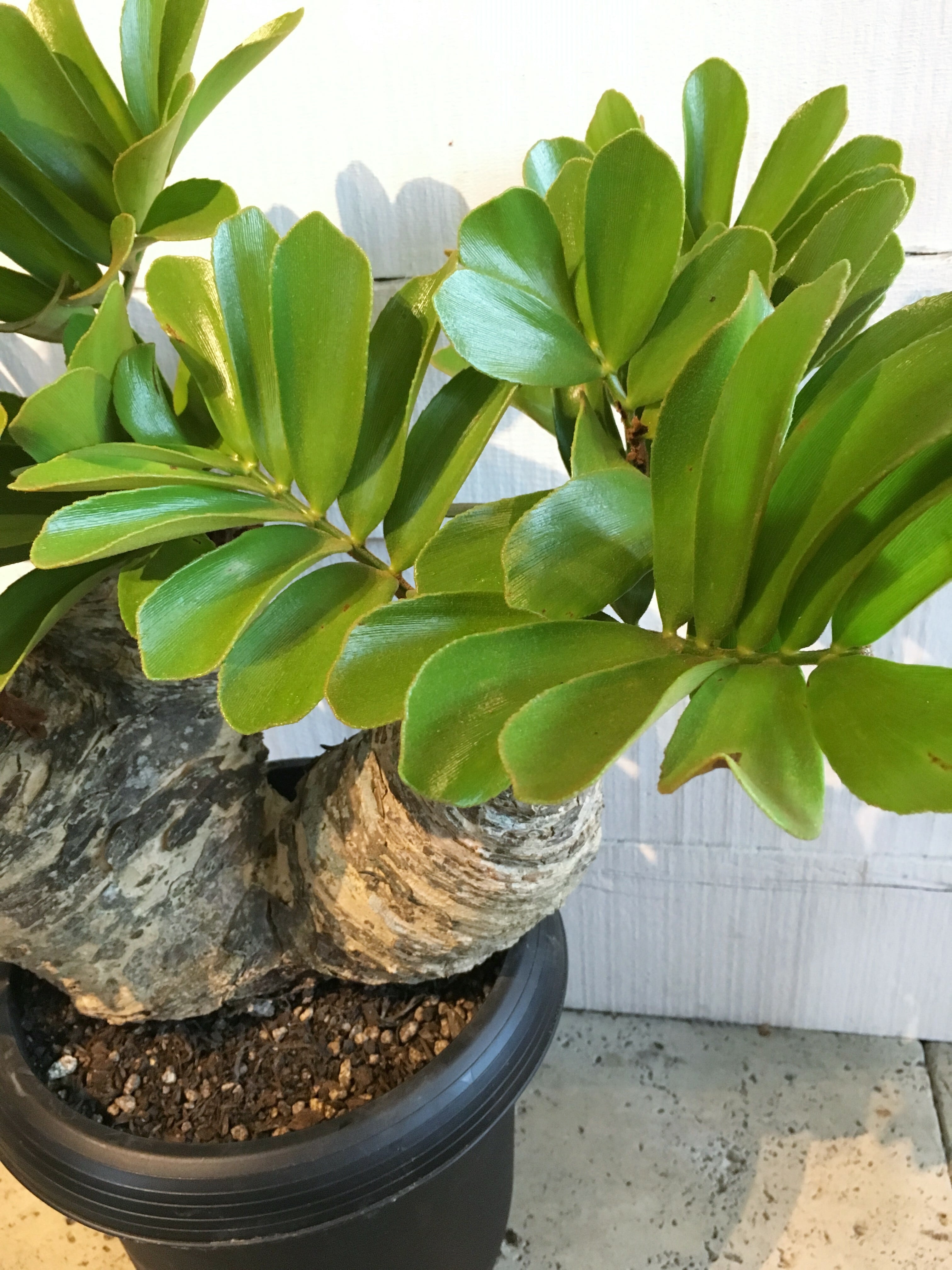 ザミア・フルクラエセア（メキシコソテツ） ※8号鉢サイズ | Botanical56