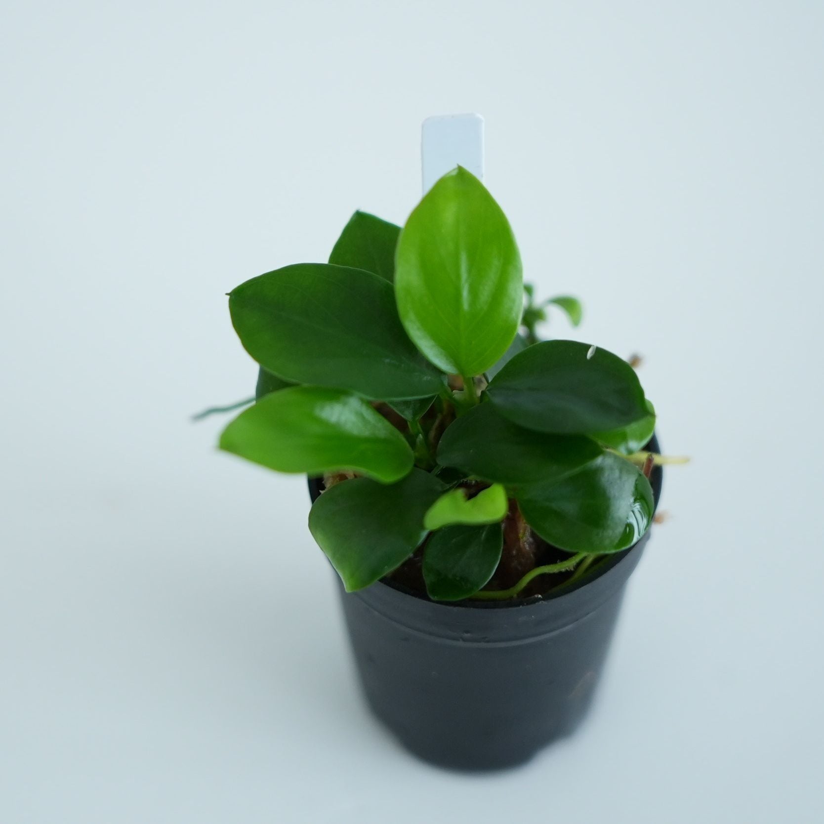 アヌビアス・ナナ ”ミニ” 苔テラリウム作製用素材◇アクアテラリウムや