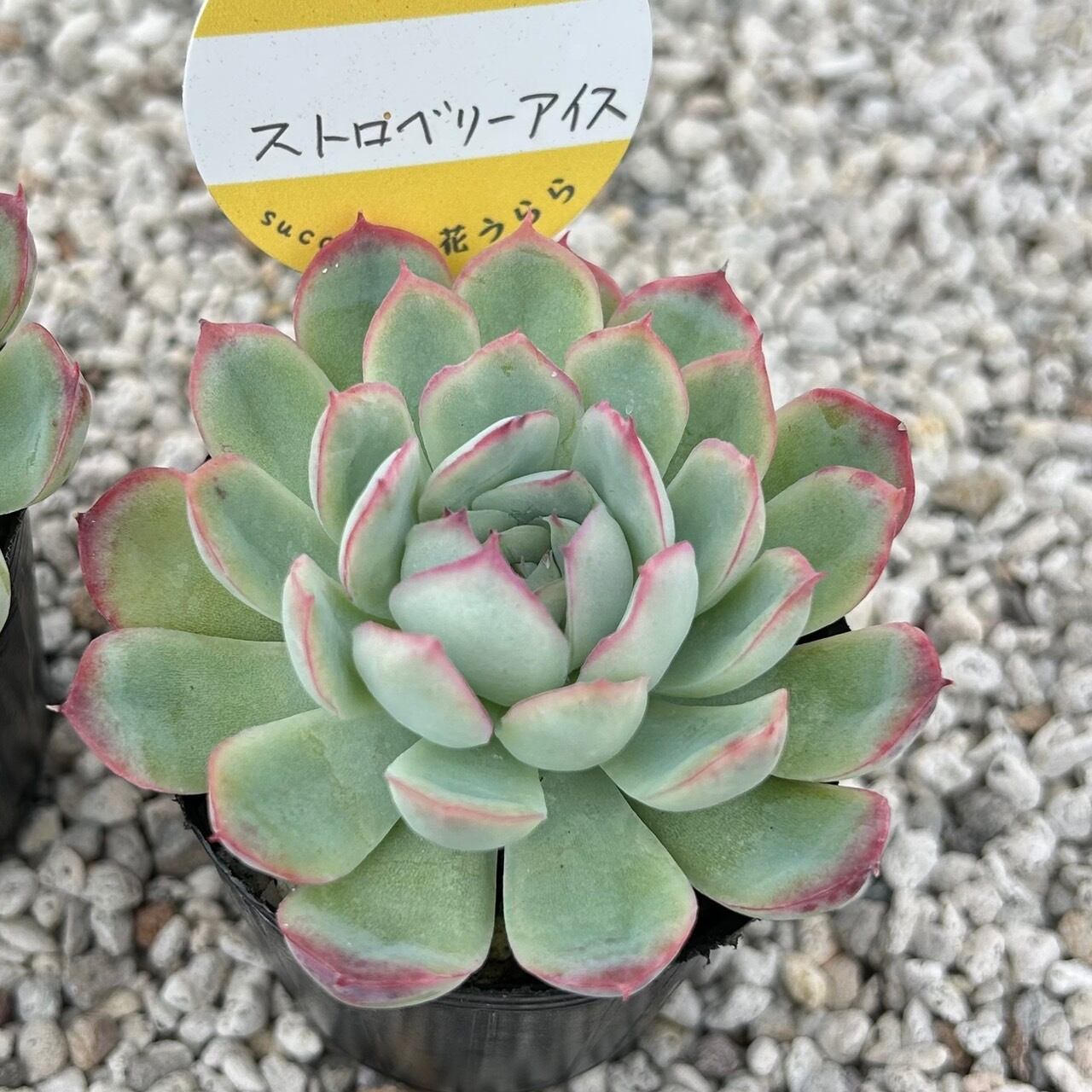 ルビーティント 3カット 多肉植物 | Succulent 花うらら 〜多肉植物