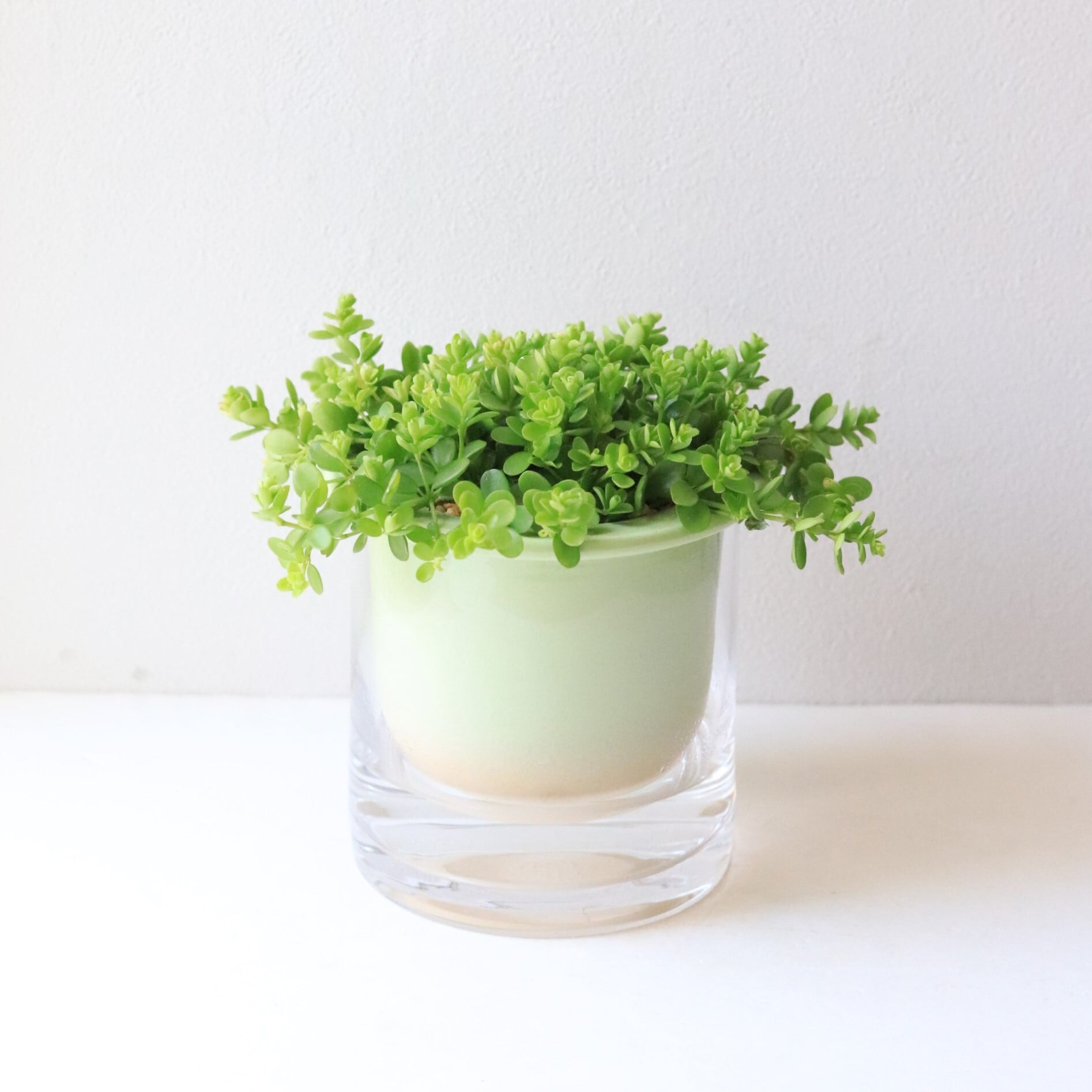 【グリーン】アロマペペ