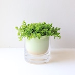 【グリーン】アロマペペ