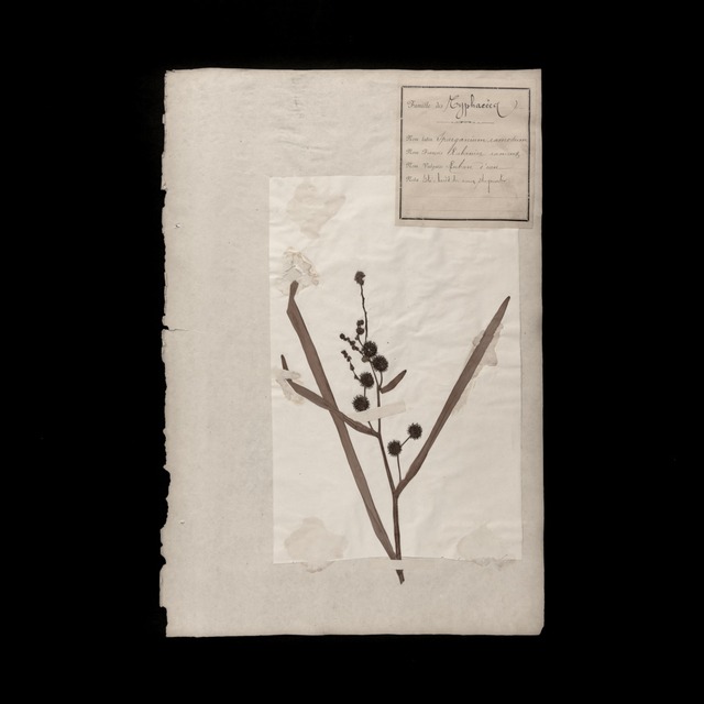 植物の標本 11, 欧州, 19世紀.