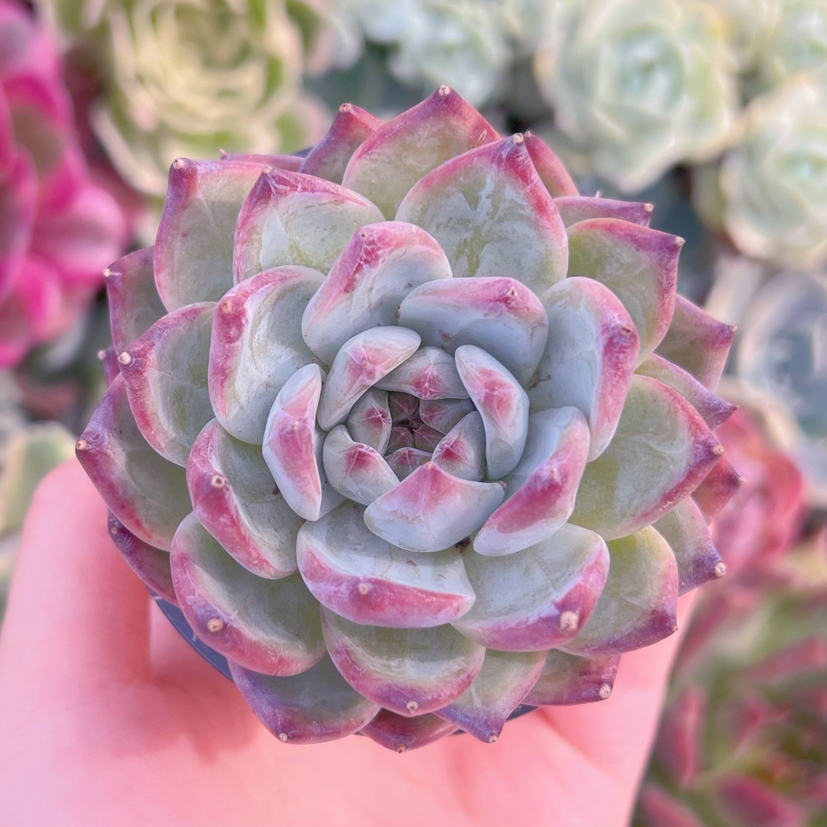 現品　ダイヤモンドコロラータ#058　るる農園