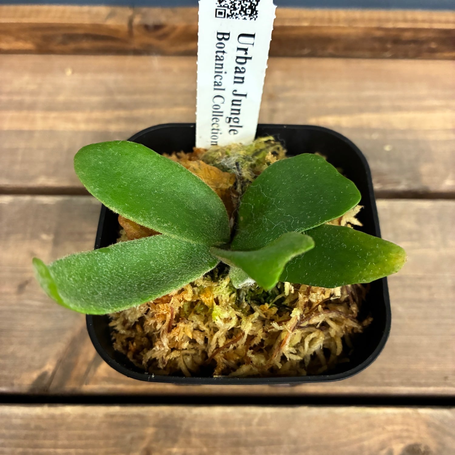 ビカクシダ P. willinckii cv. Little Lanna (TC)【970】 | PROTOLEAF