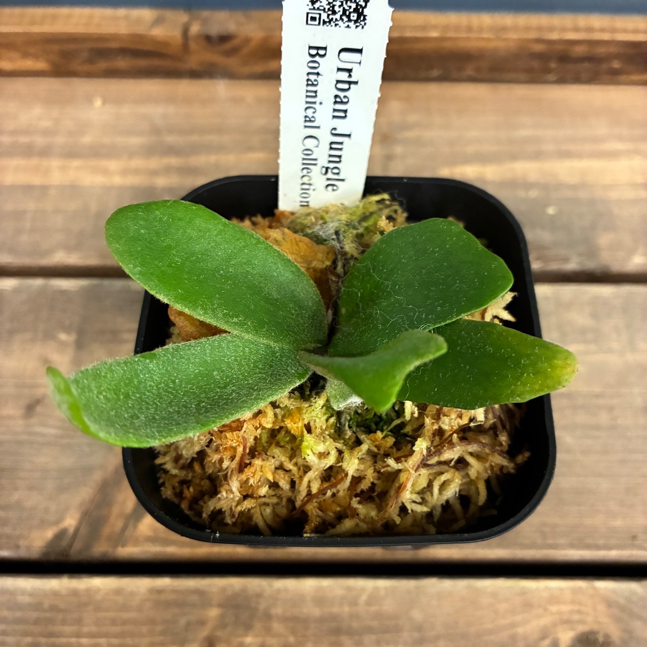 【UJビカクフェア】【〜4/16 10%OFF】 ビカクシダ P. willinckii cv. Little Lanna (TC)【970】