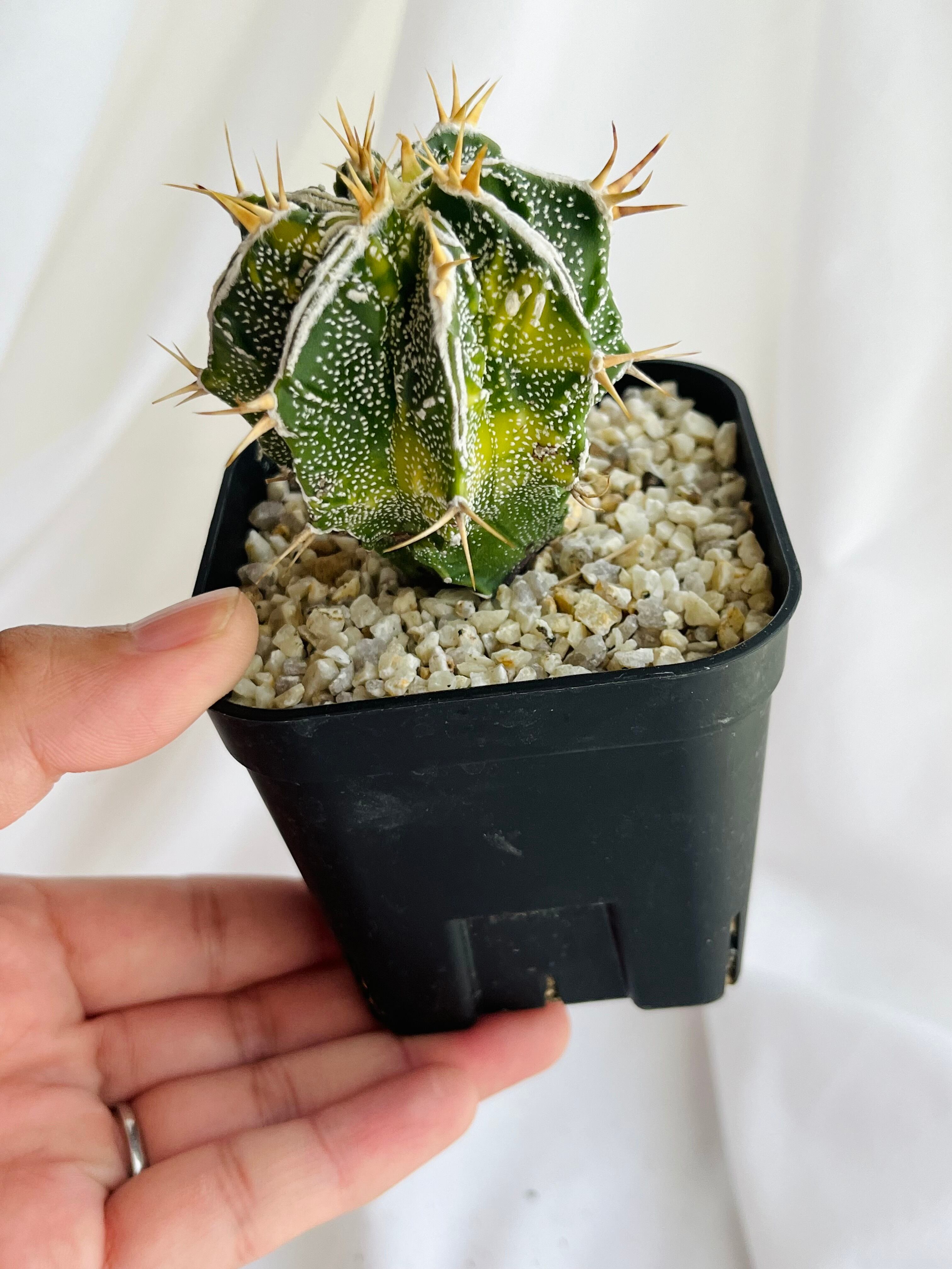 Astrophytum ornatum f. アストロフィツム 白条複隆般若錦 Astrophytum ornatum f. アストロフィツム 白条複隆般若錦