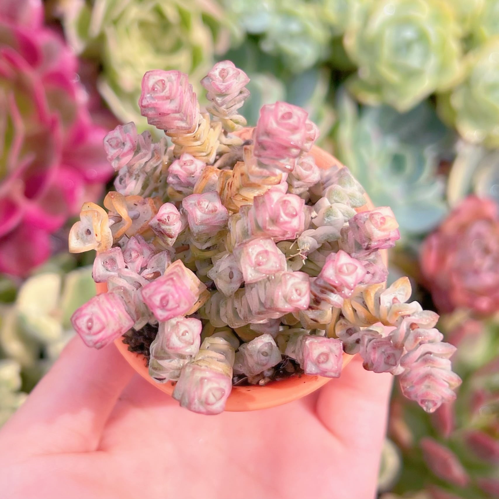 現品　ファンタジー錦#C29　るる農園