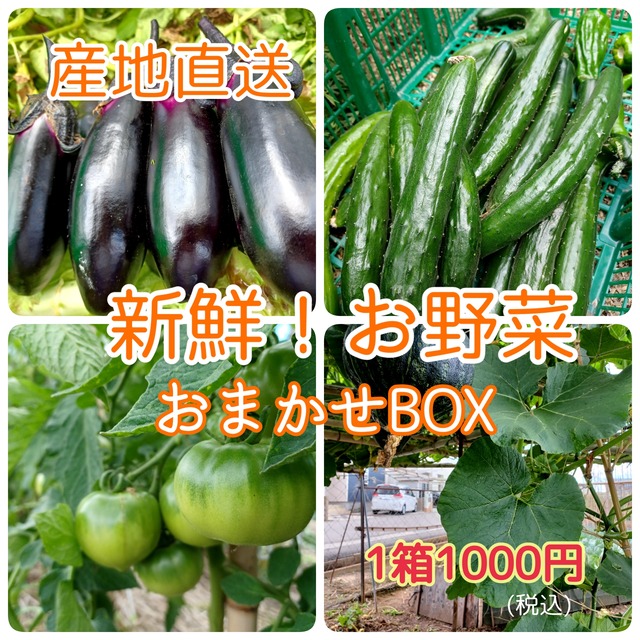 【産地直送】ハミング農園の新鮮★減農お野菜おまかせBOX