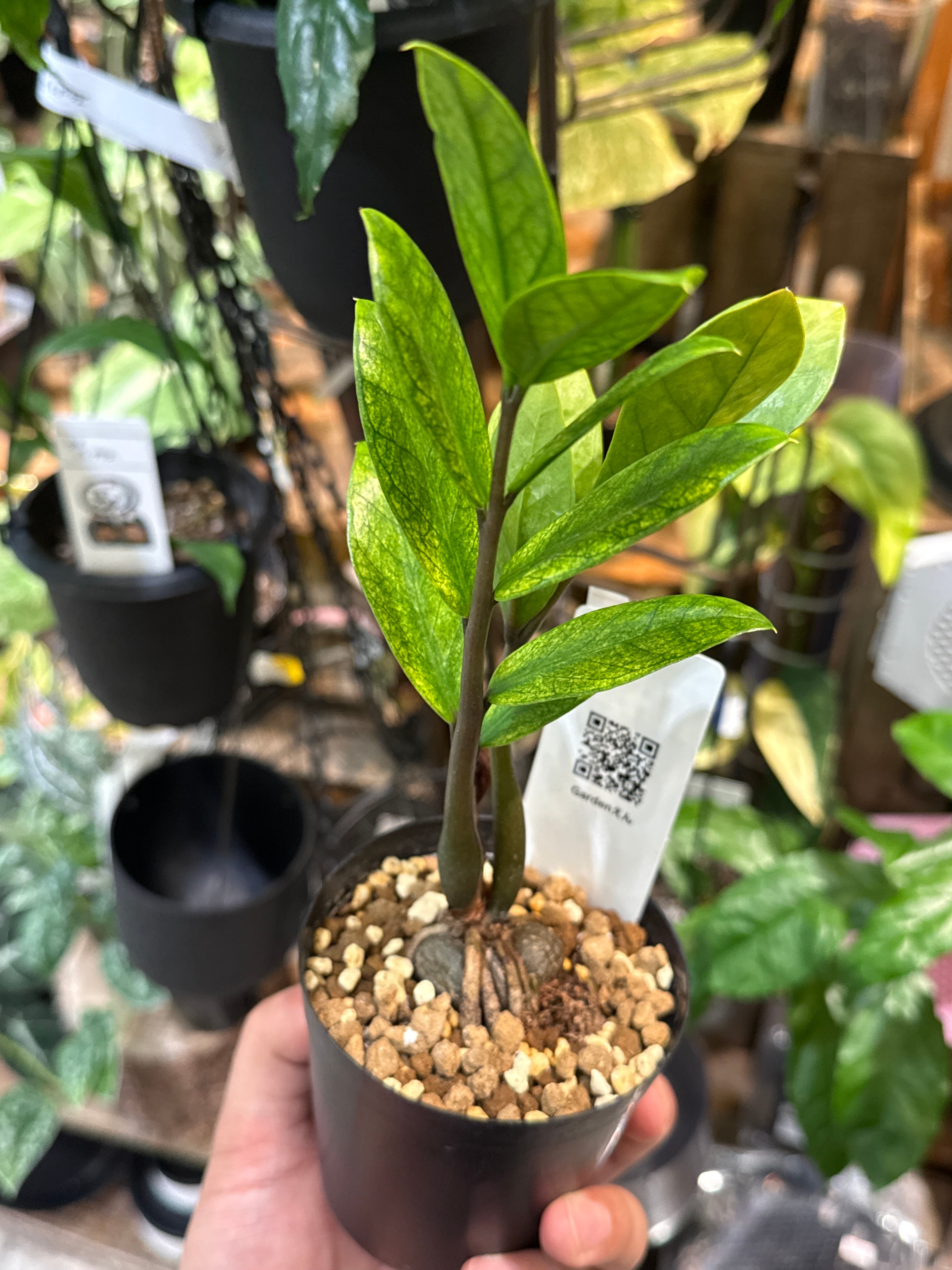 ザミオクルカス ザミフォーリア variegated 'Akebono' | Gardenえん