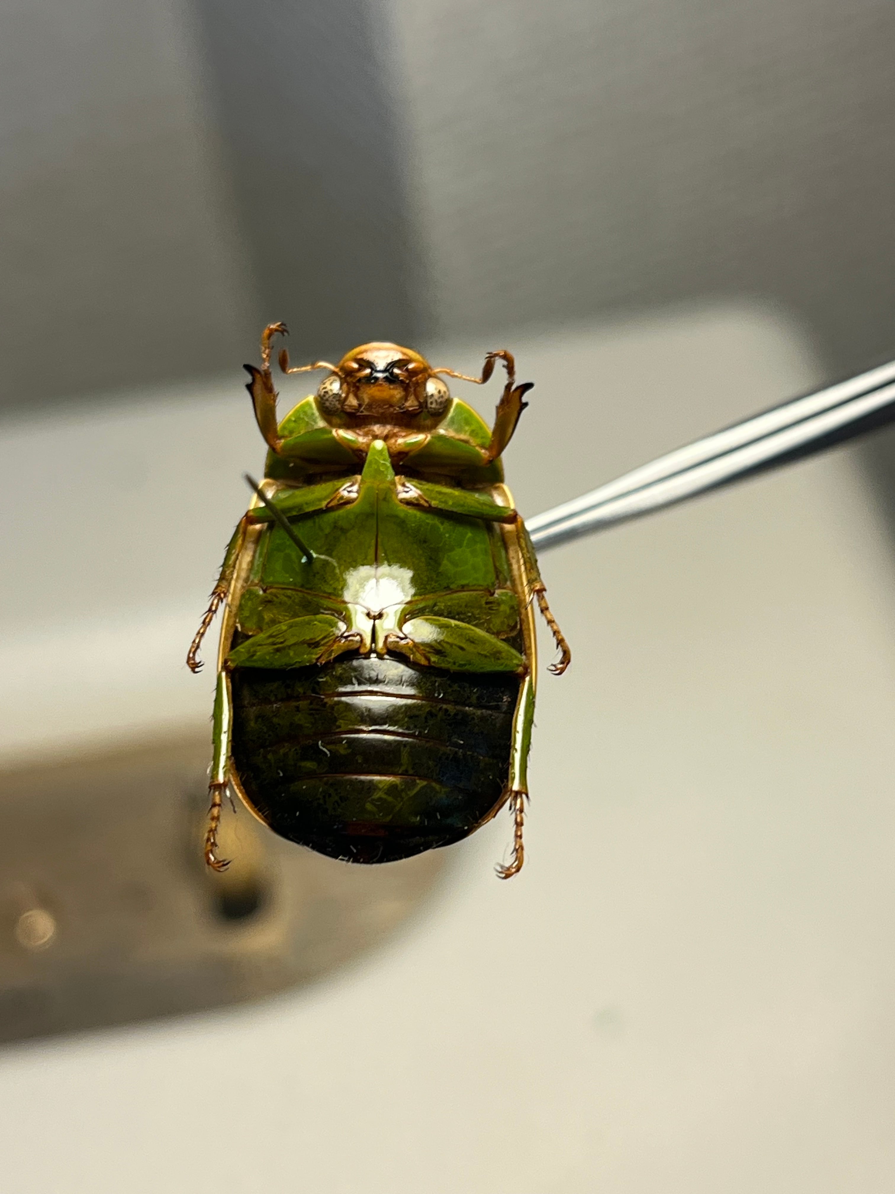 鶯黄金希少種】枝豆感のあるパマセアタケコガネ ？ 標本 ウグイス